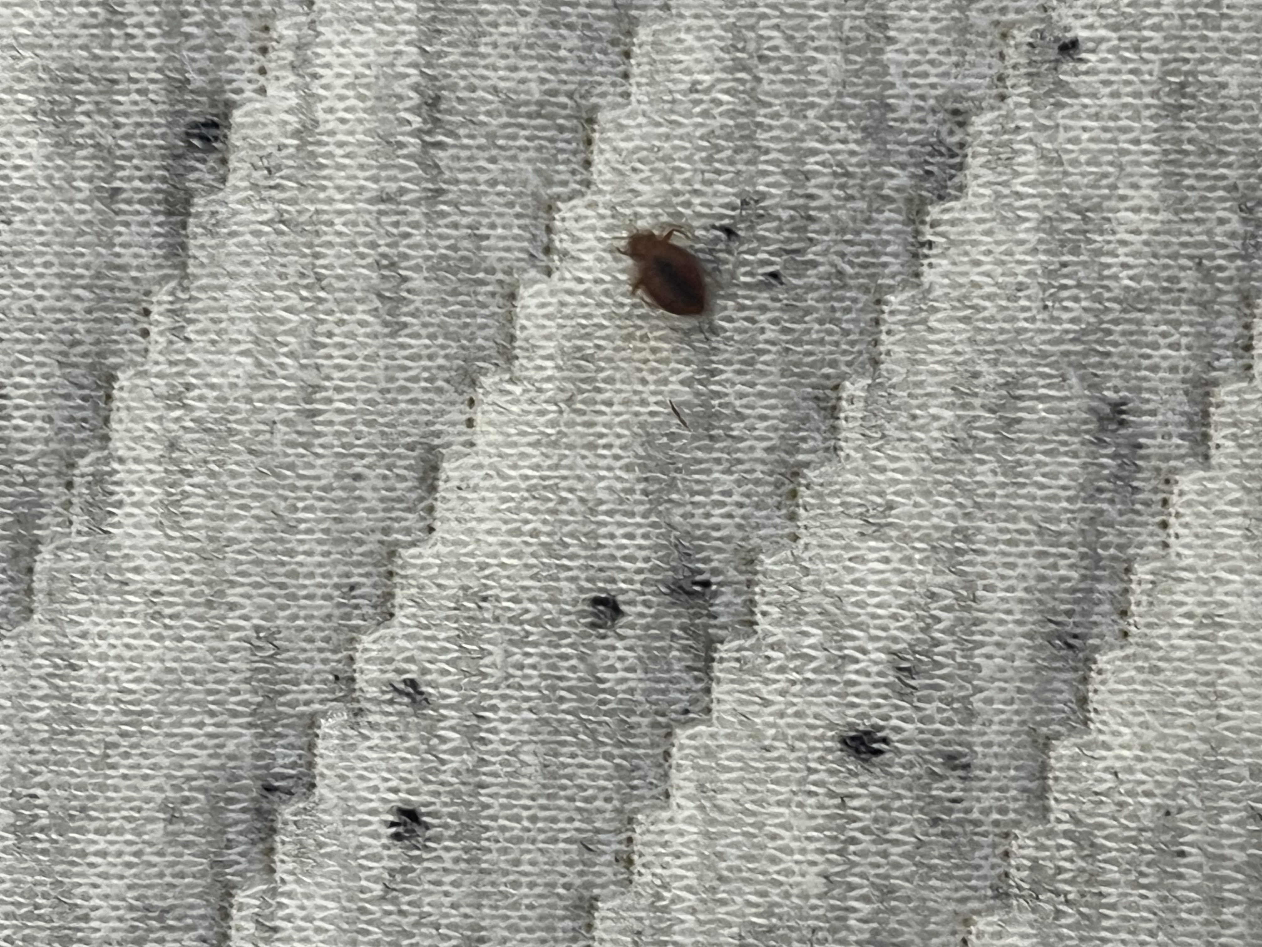 Bed bug service in Gallatin, TN main photo