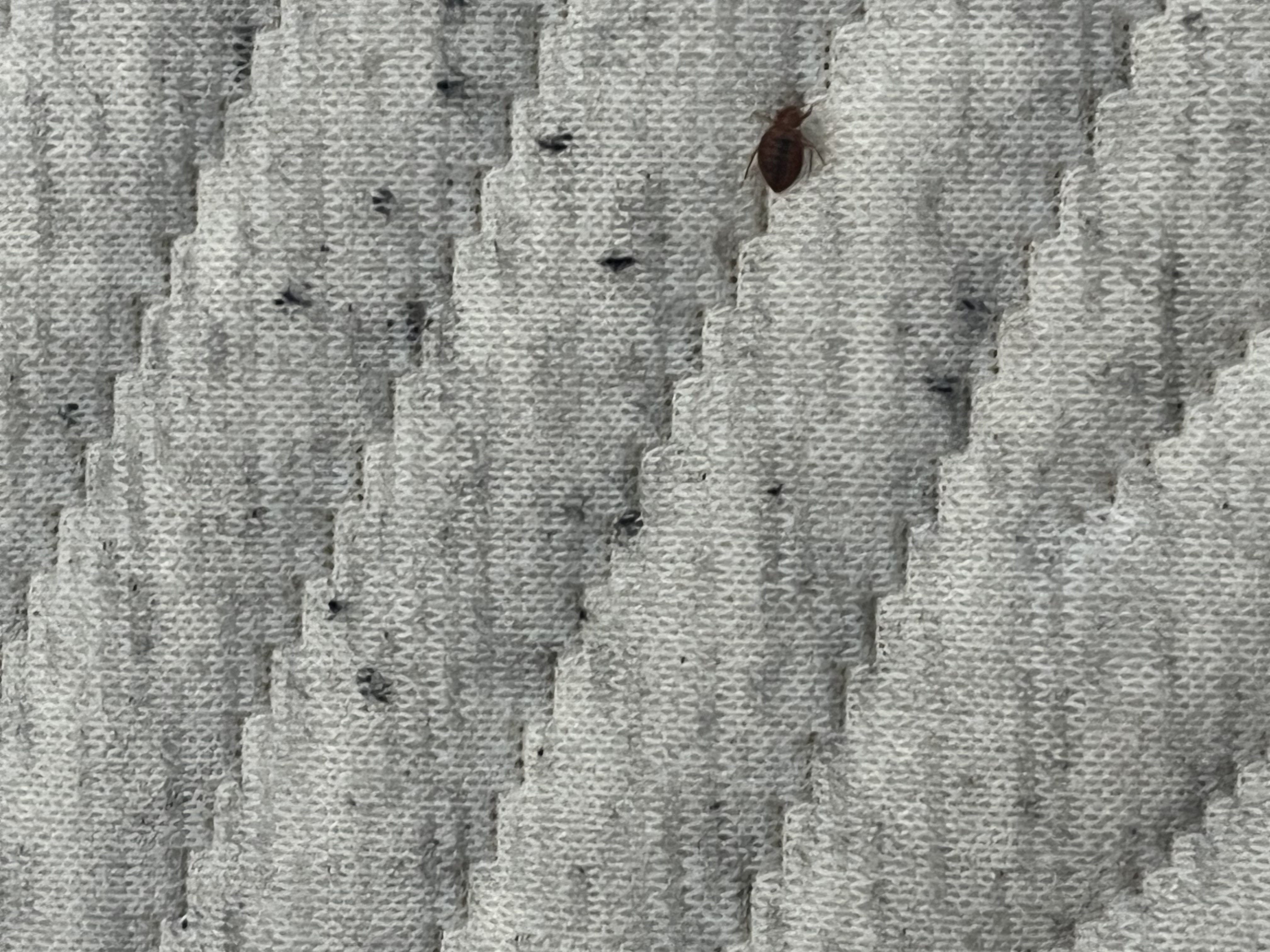 Bed bug service in Gallatin, TN photo 2