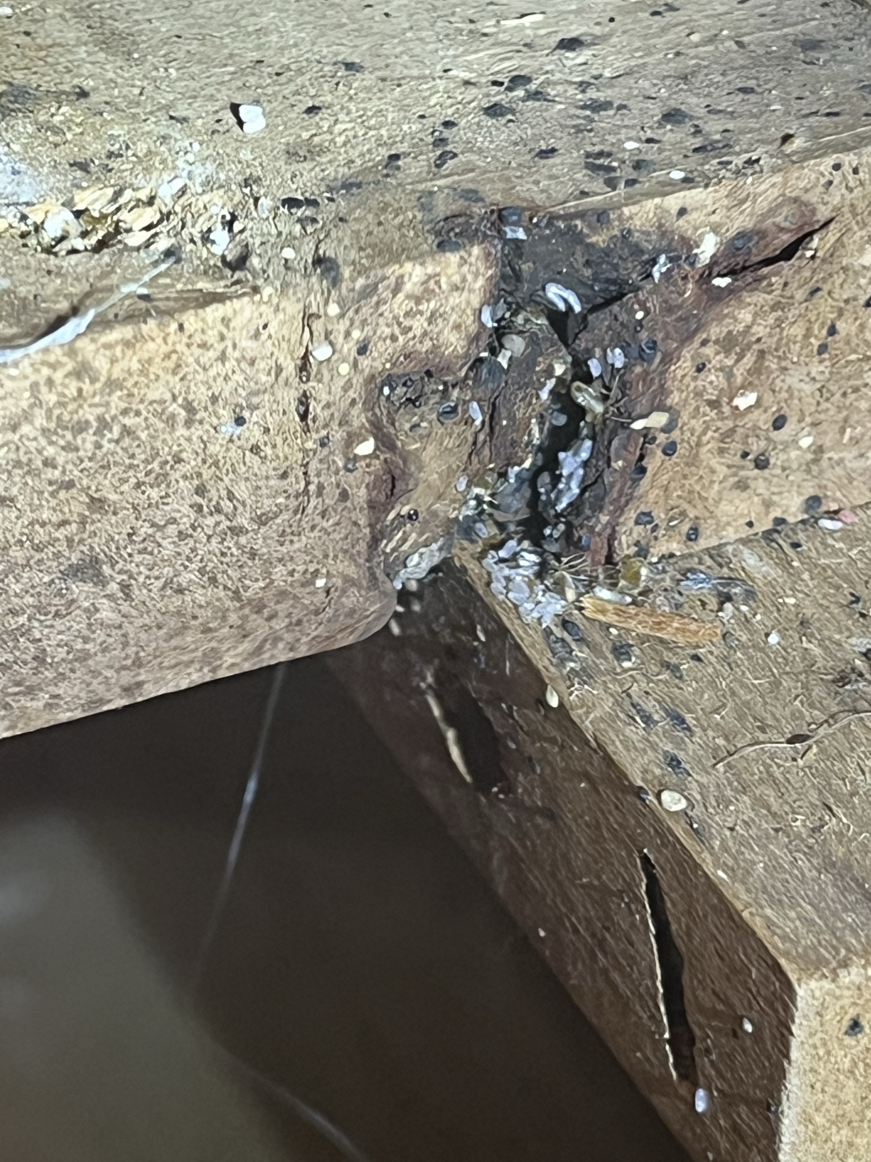Bed bug service in Cookeville, TN photo 1
