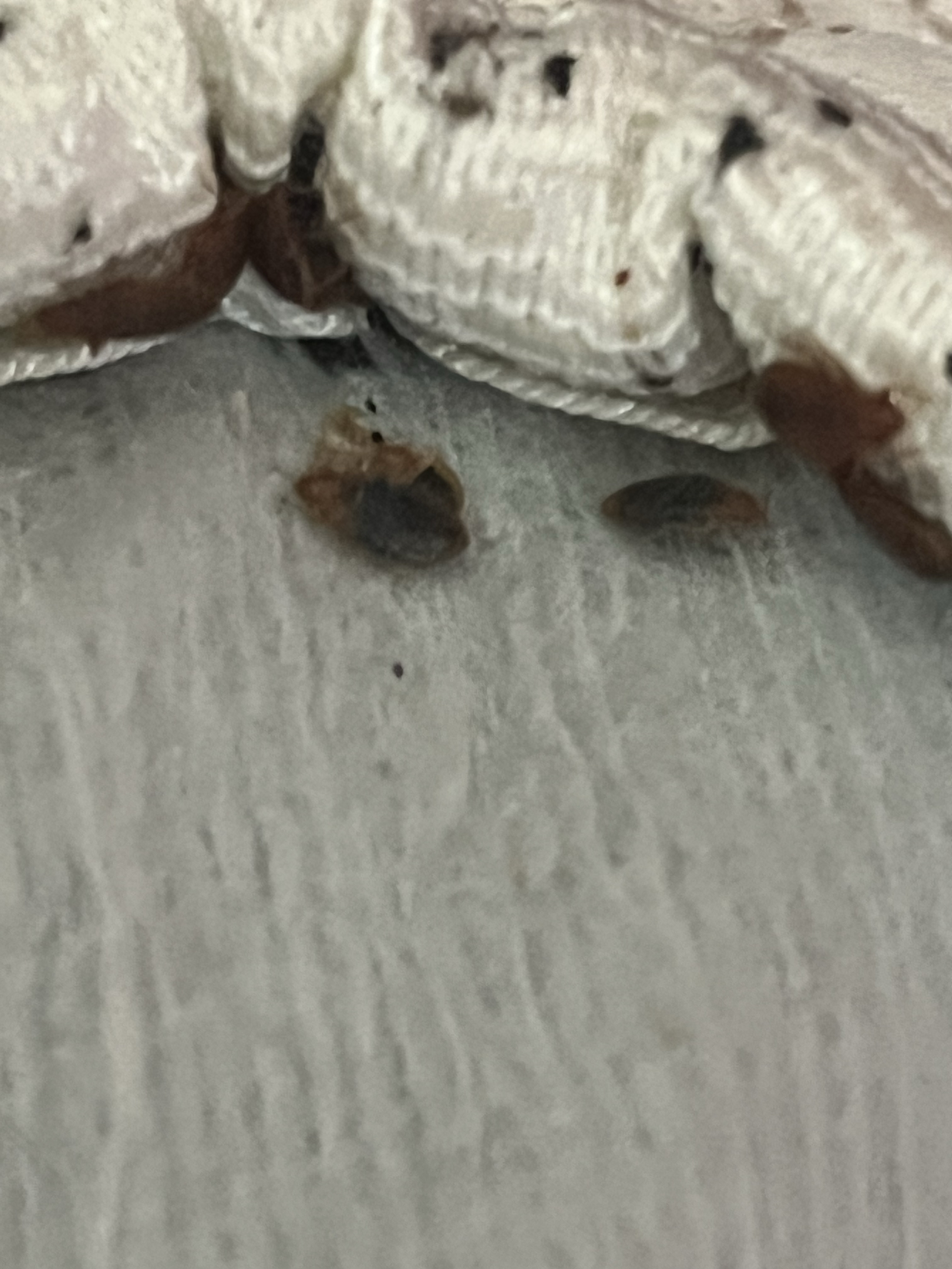 Bed bug service in Cookeville, TN photo 3
