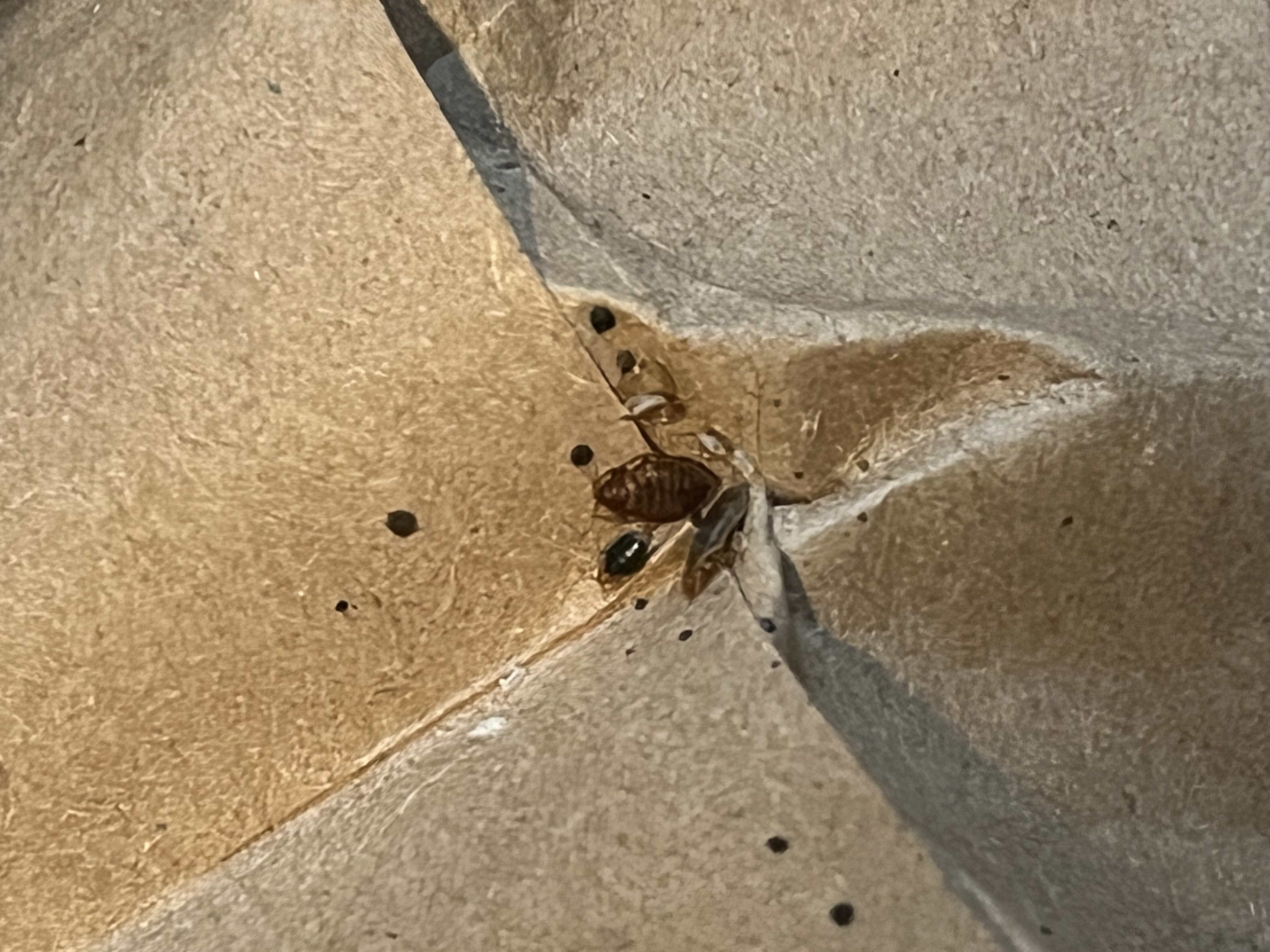 Bed bug service in Hendersonville, TN main photo