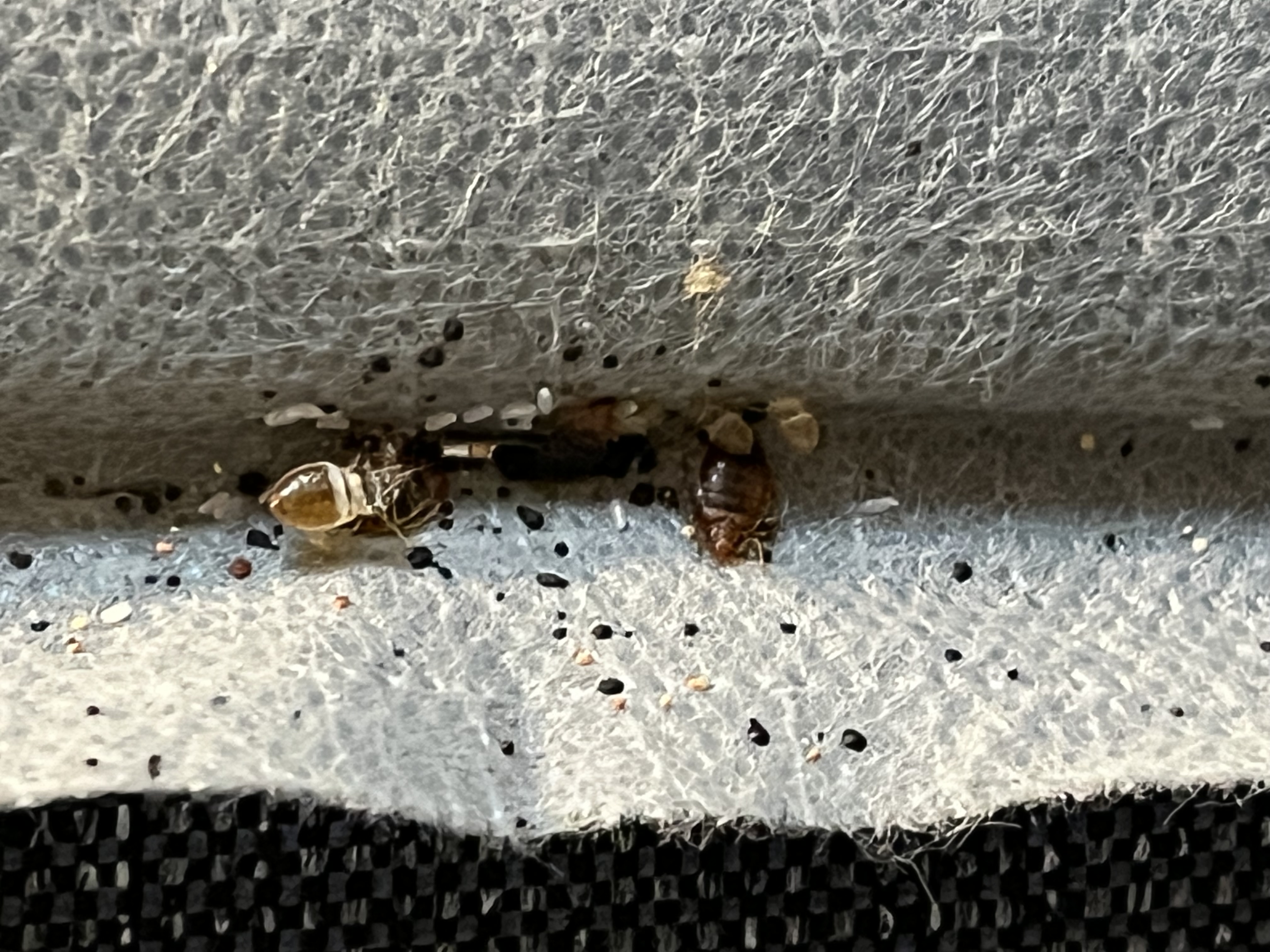 Bed bug service in Hendersonville, TN photo 2