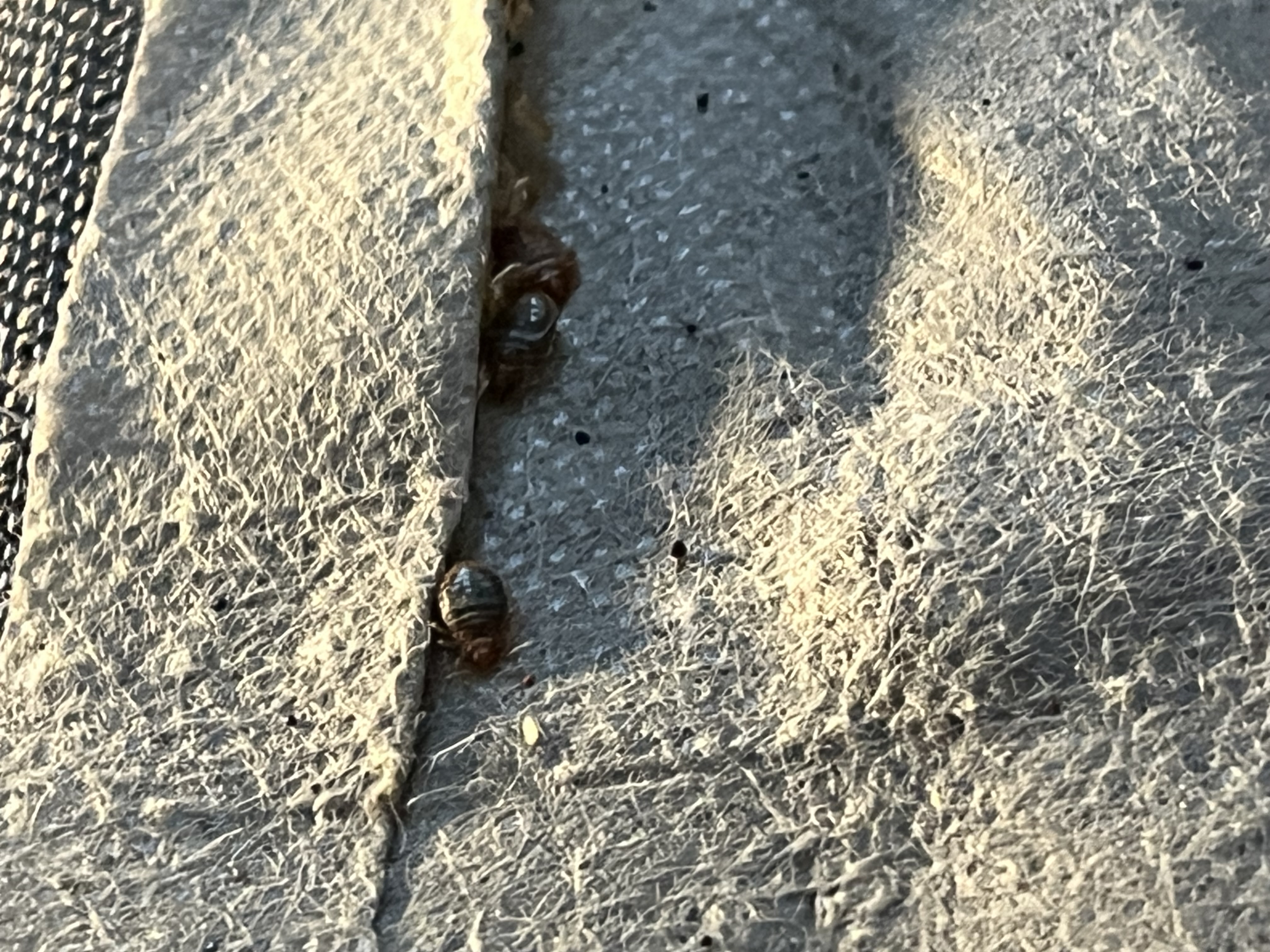 Bed bug service in Hendersonville, TN photo 3