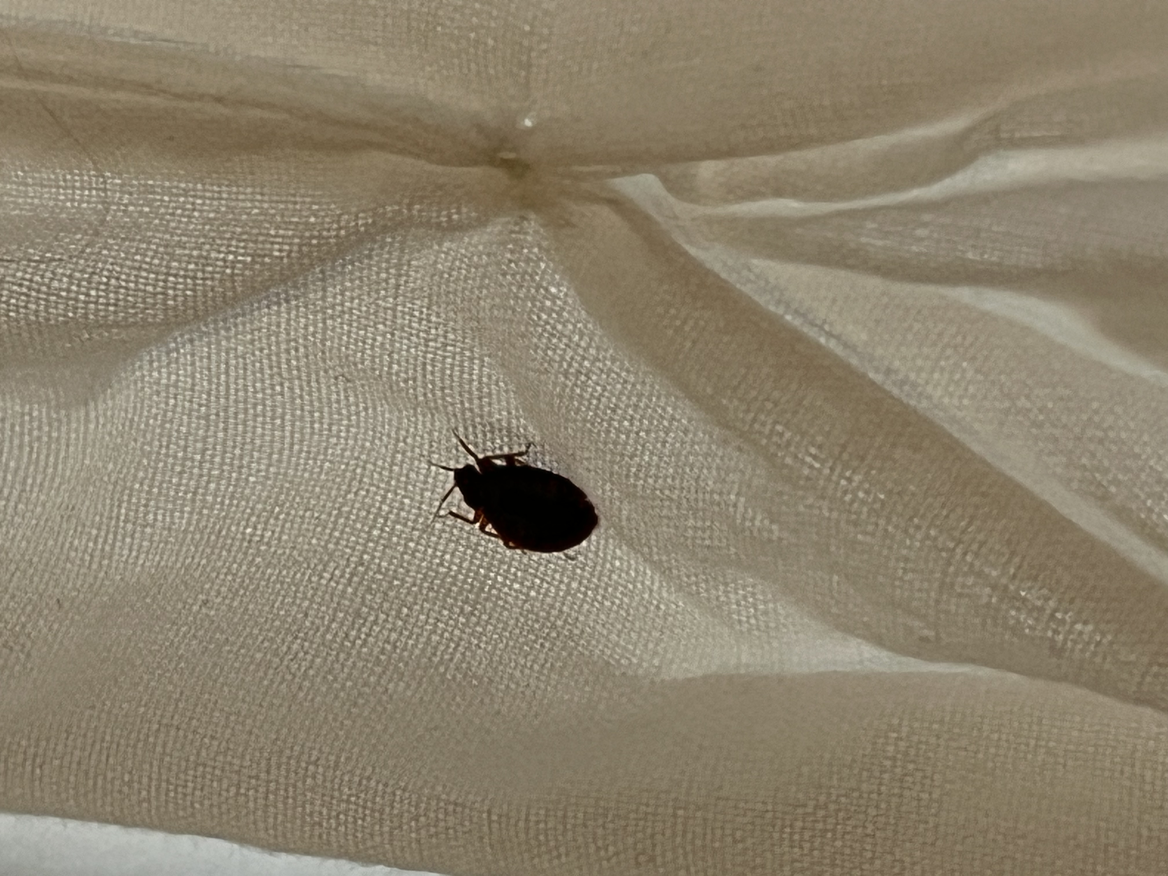 Bed bug service in Hendersonville, TN photo 4