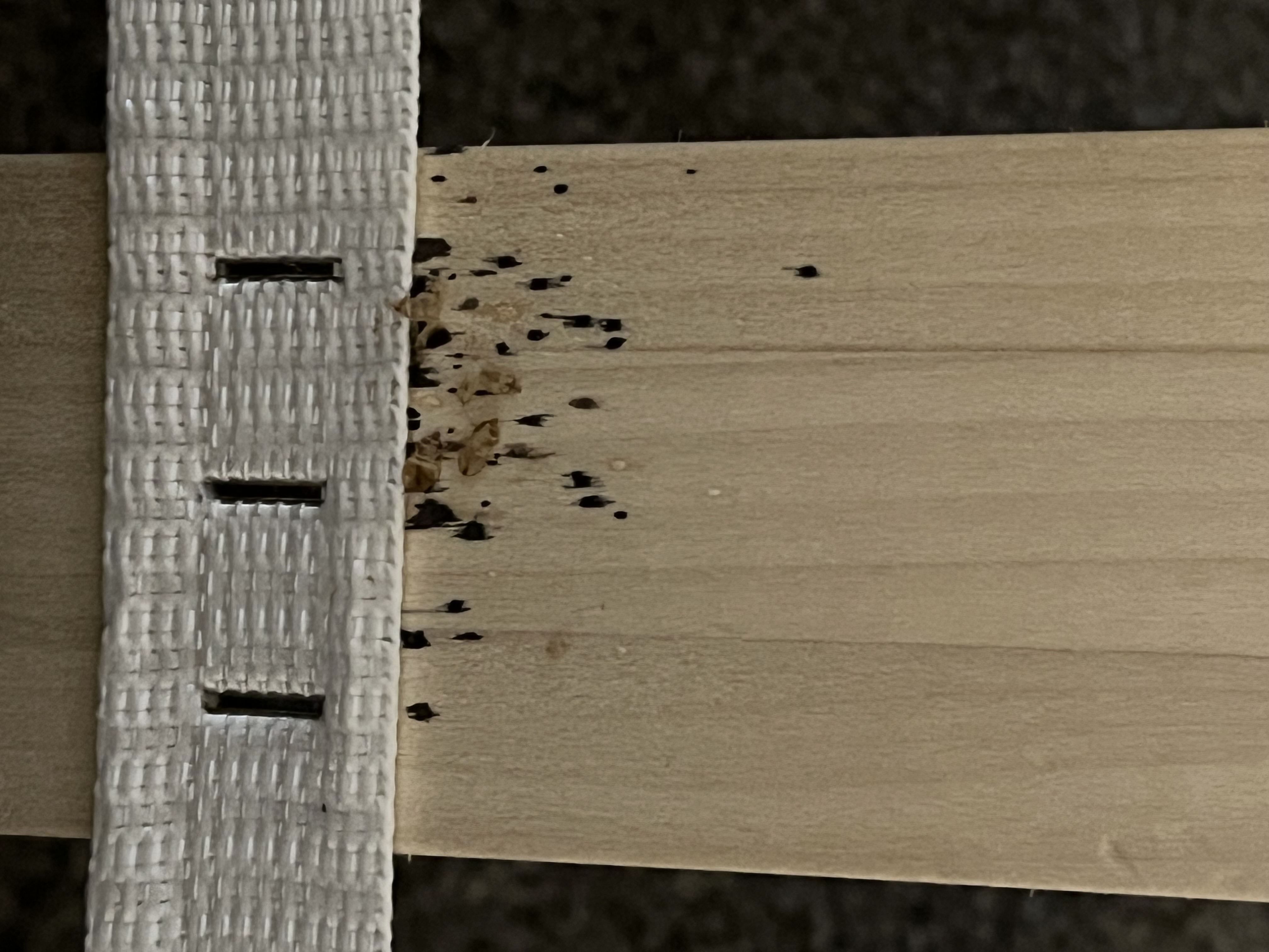 Bed bug service in Hendersonville, TN photo 5