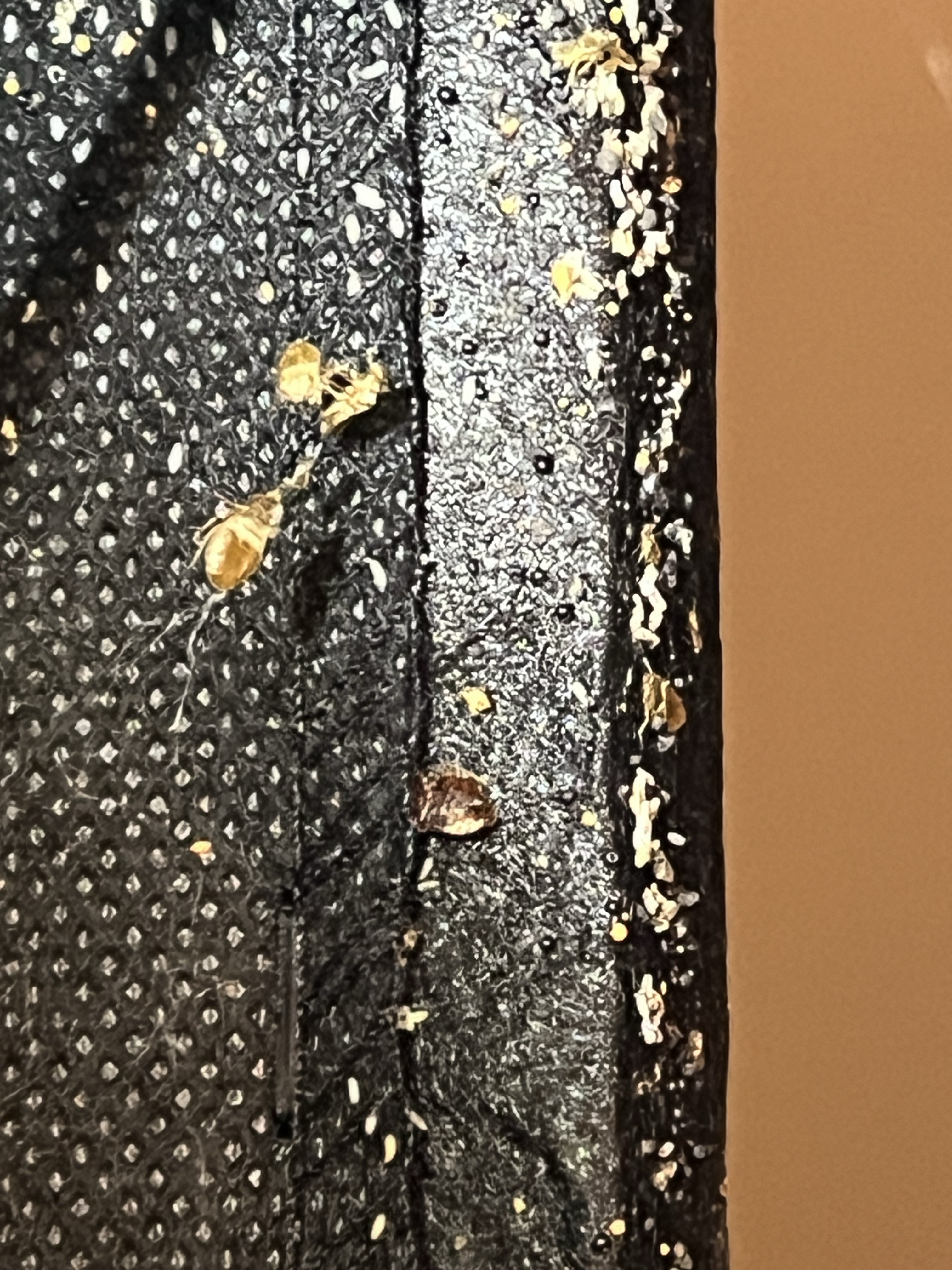 Bed bug service in Watertown, TN photo 5