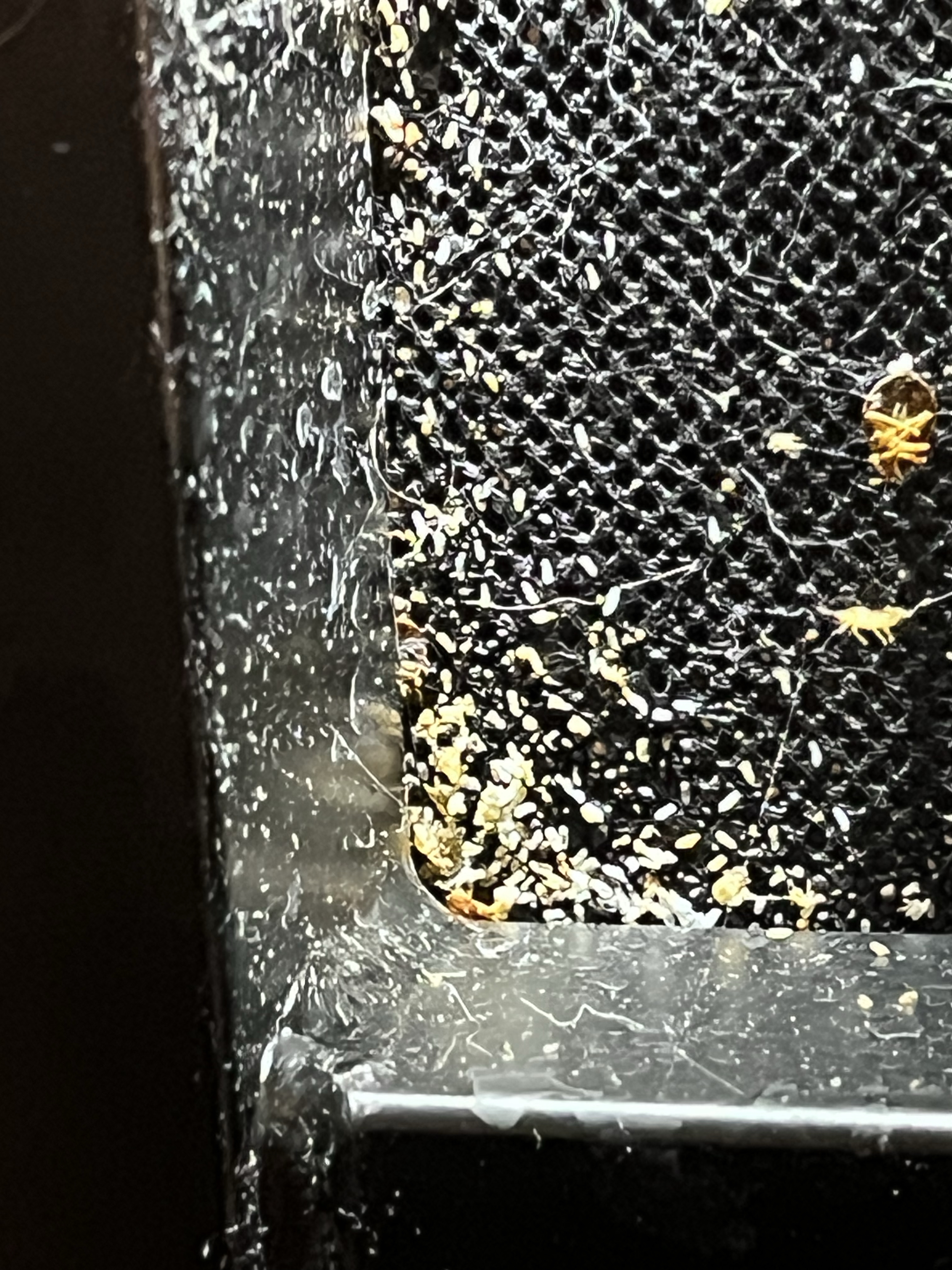 Bed bug service in Watertown, TN photo 6