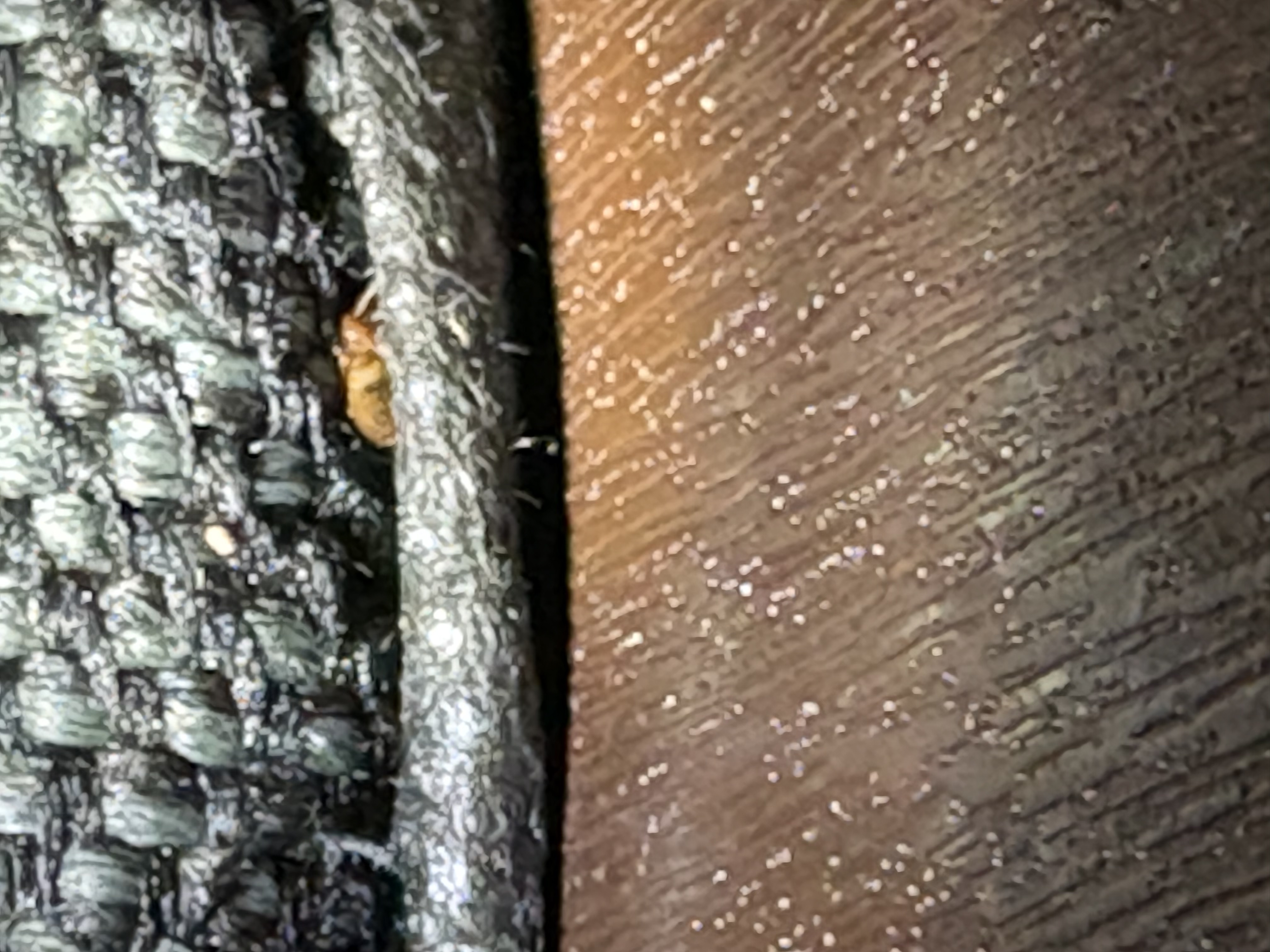 Bed bug service in Nashville, TN photo 3