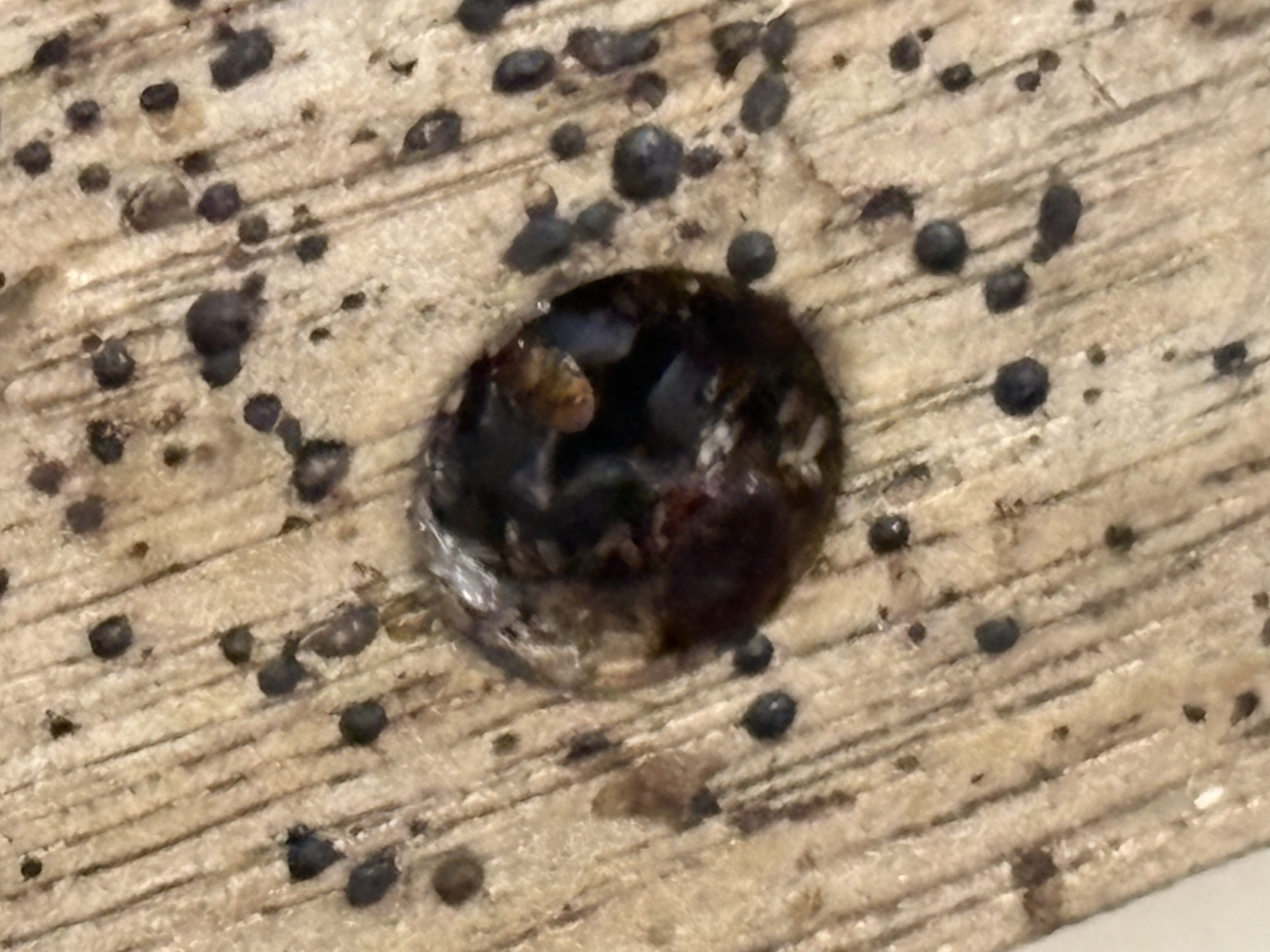 Bed bug service in Nashville, TN photo 4