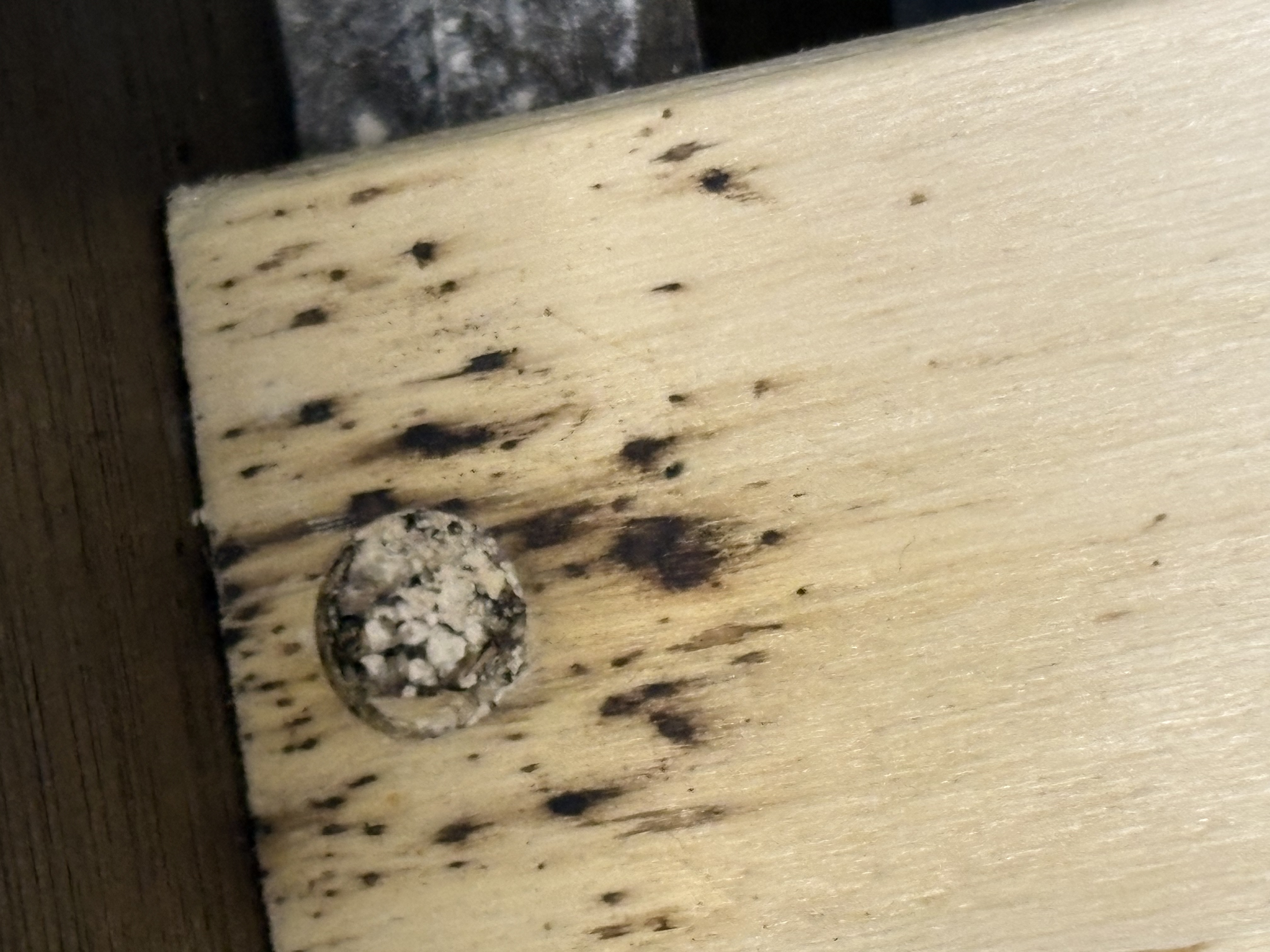 Bed bug service in Nashville, TN photo 5