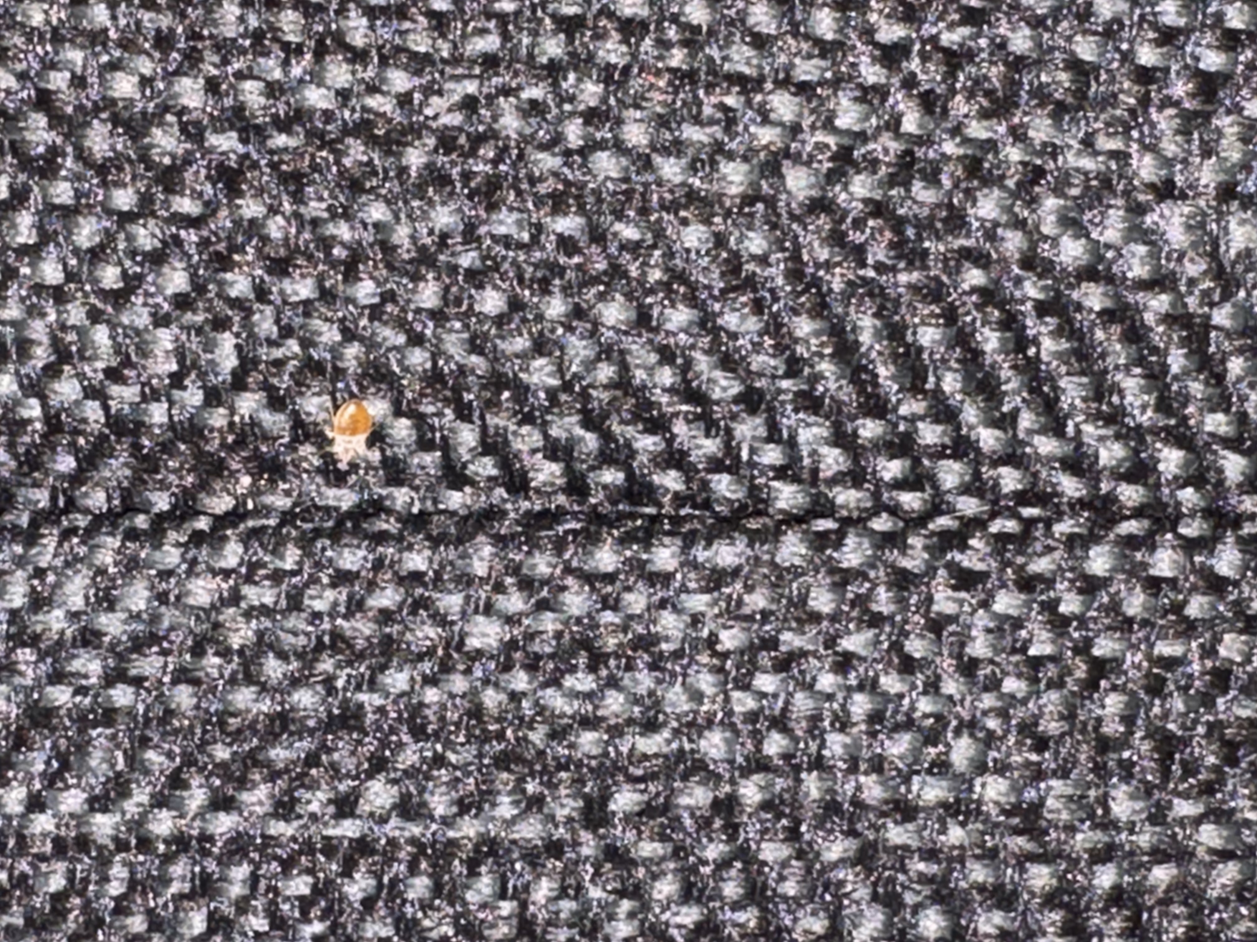 Bed bug service in Nashville, TN photo 6