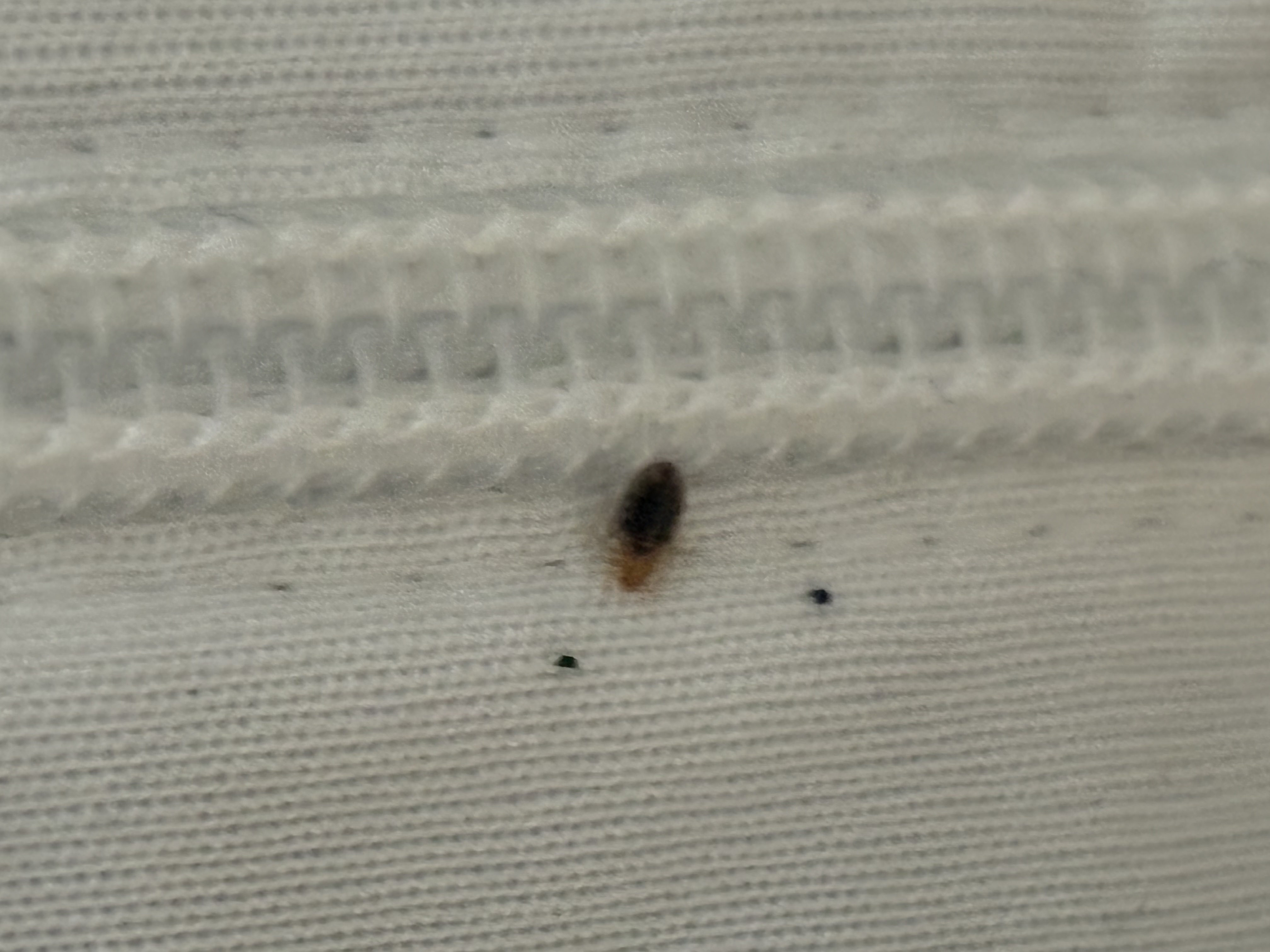 Bed bug service in Pelham, TN photo 1