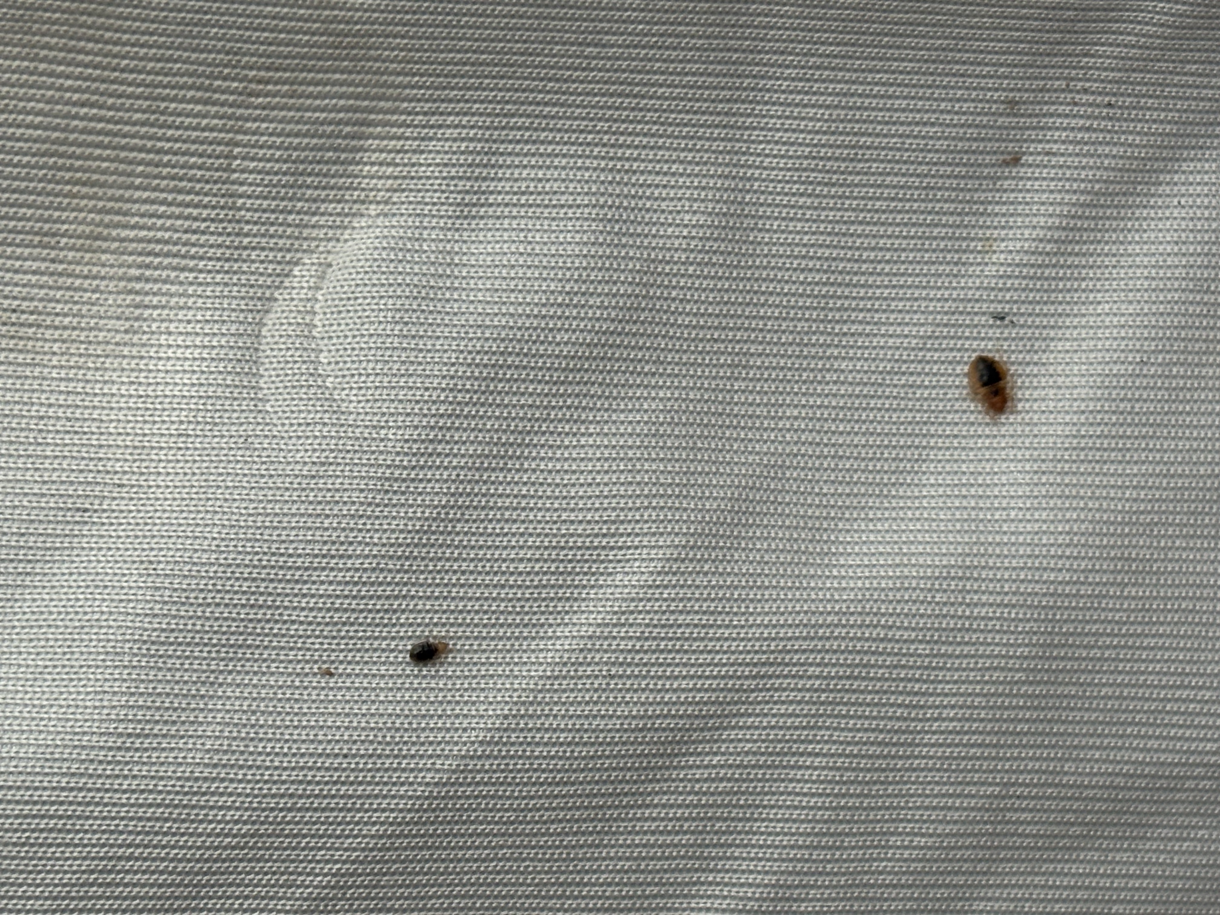 Bed bug service in Pelham, TN photo 12