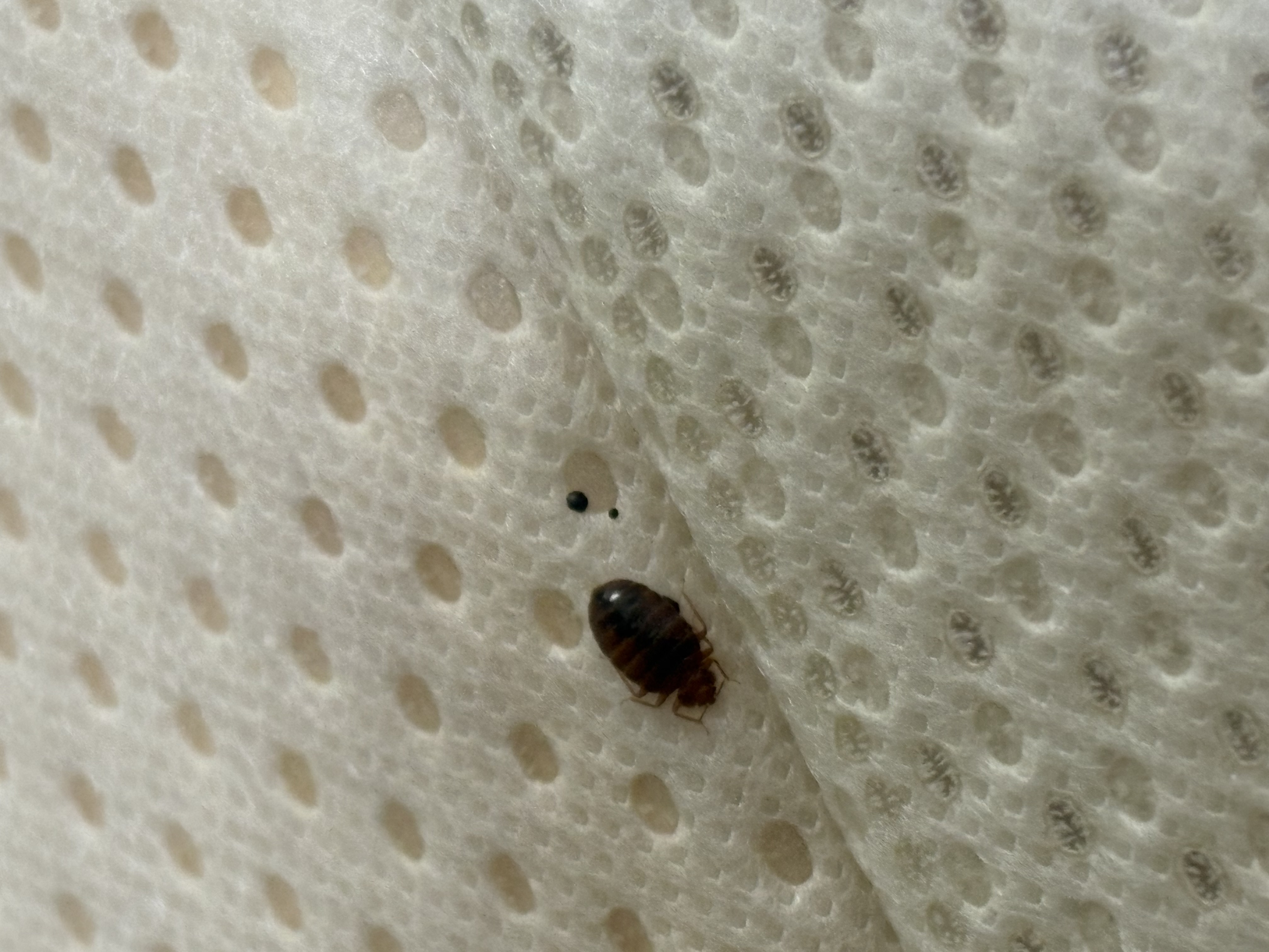 Bed bug service in Pelham, TN photo 3