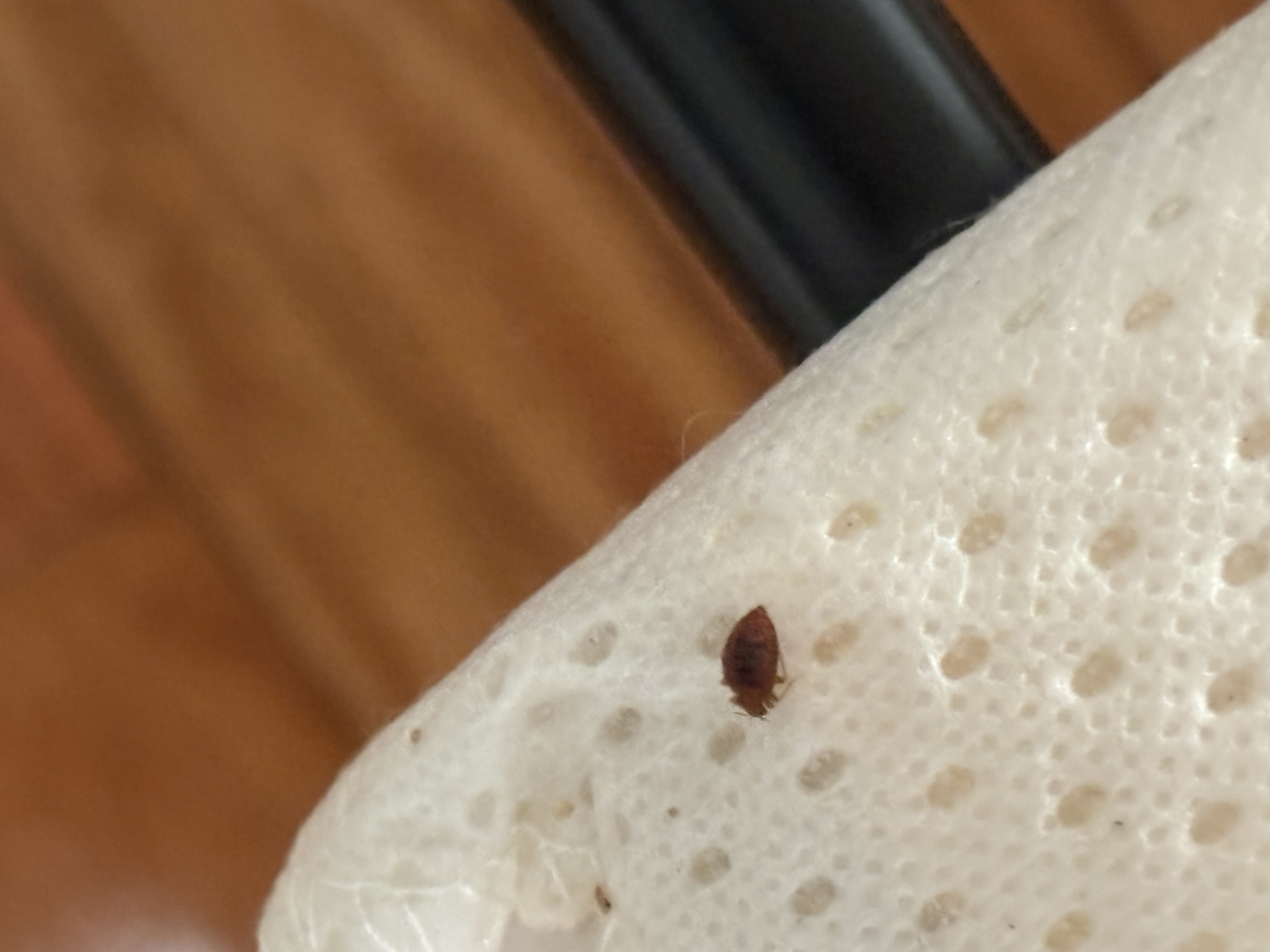Bed bug service in Pelham, TN photo 4
