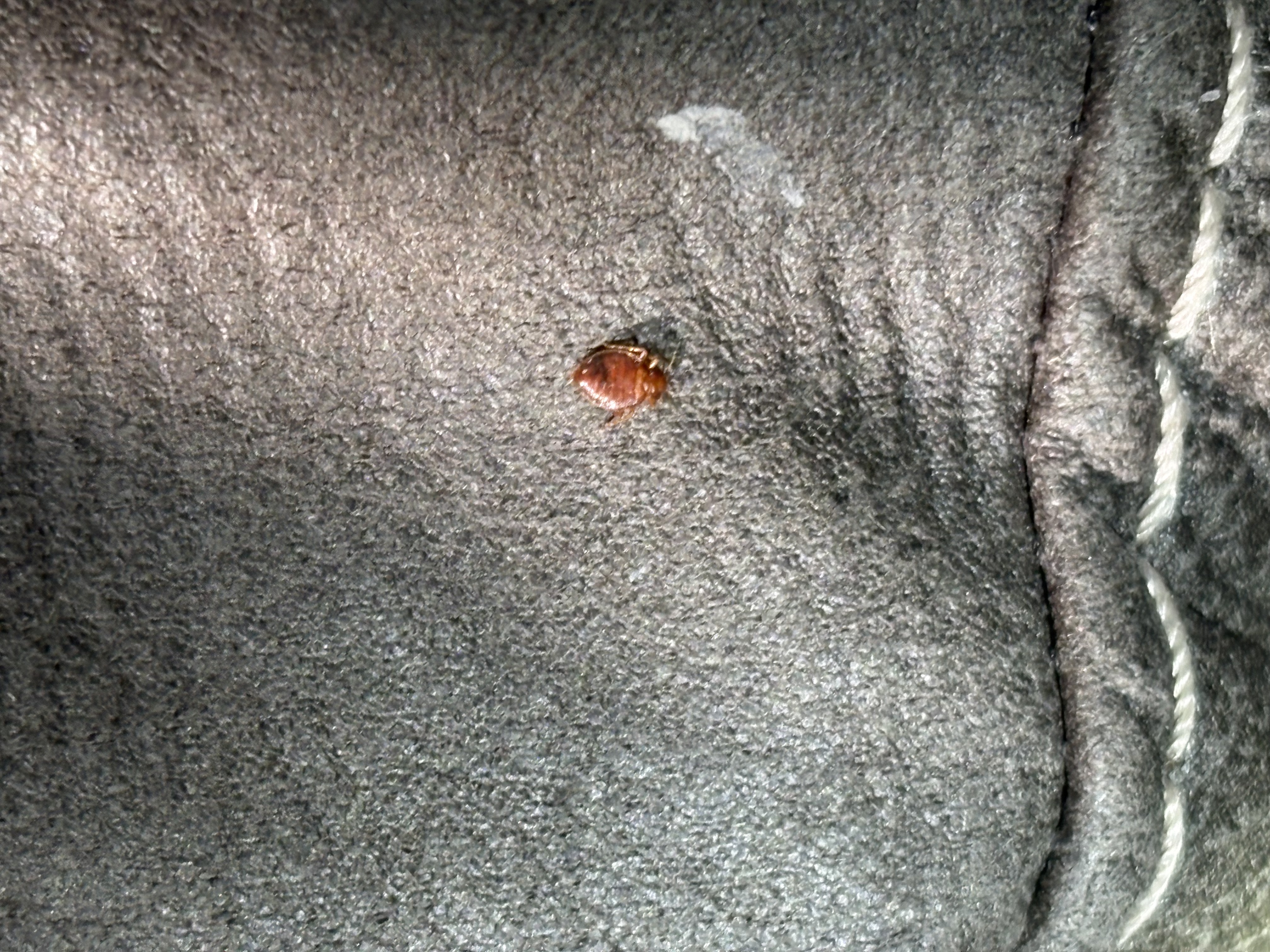 Bed bug service in Pelham, TN photo 5