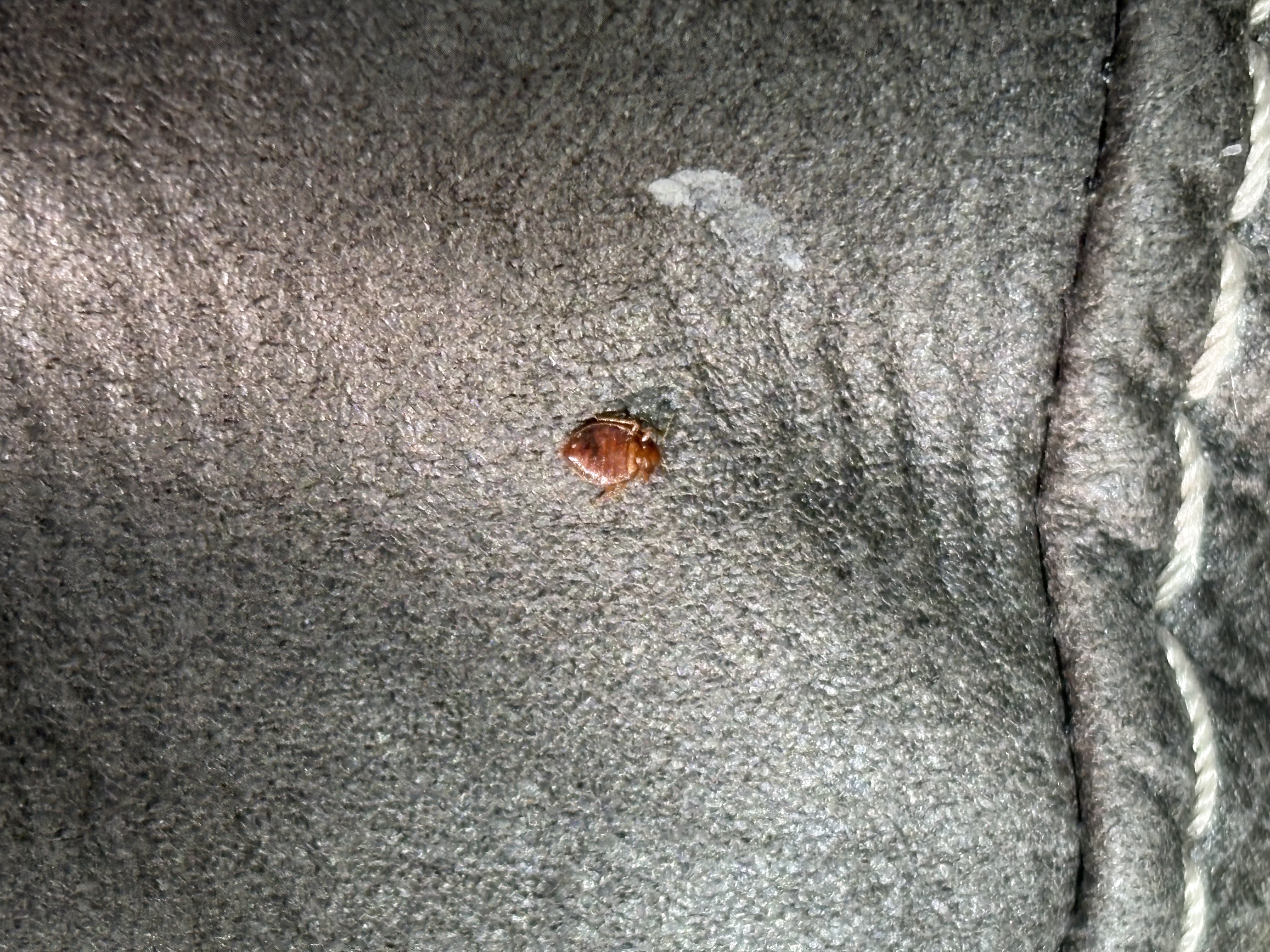 Bed bug service in Pelham, TN photo 6