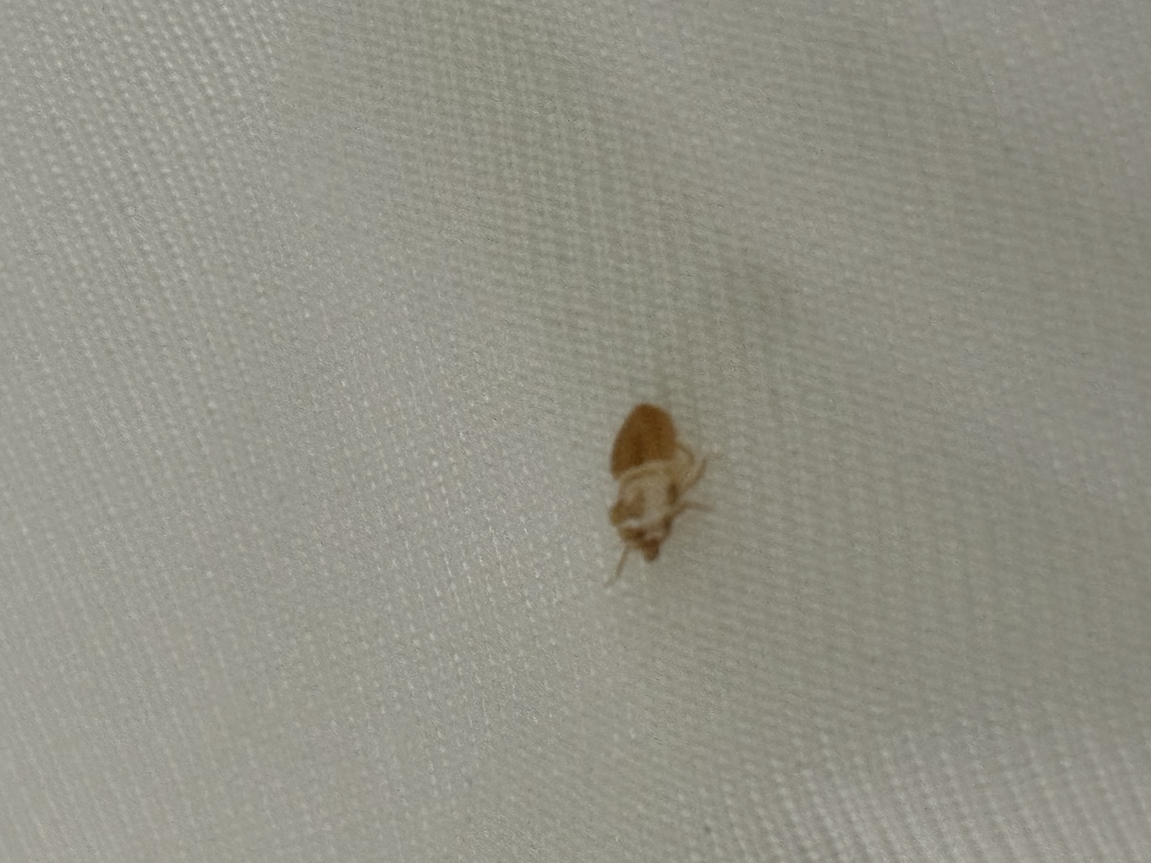 Bed bug service in Pelham, TN photo 7