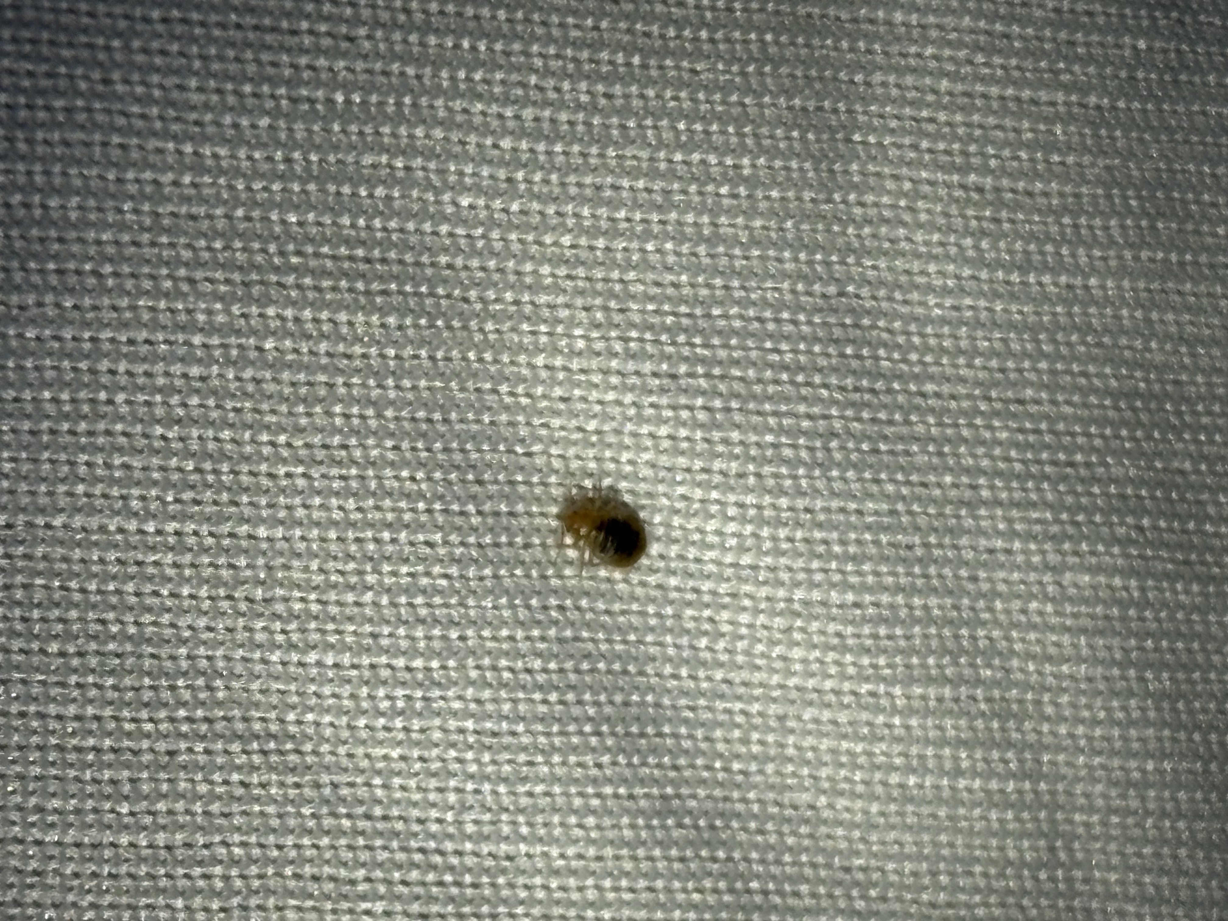 Bed bug service in Pelham, TN photo 8