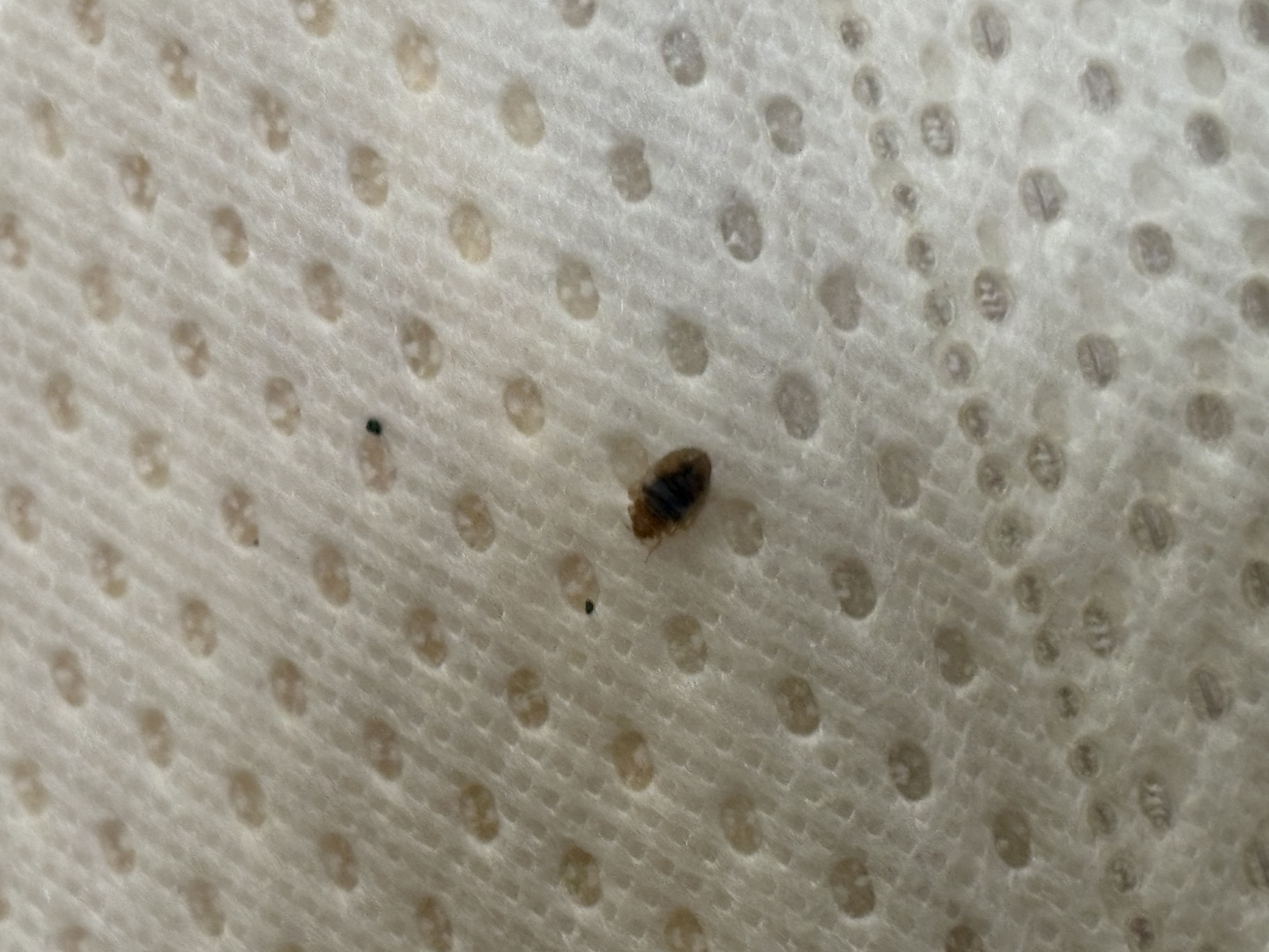Bed bug service in Pelham, TN photo 9