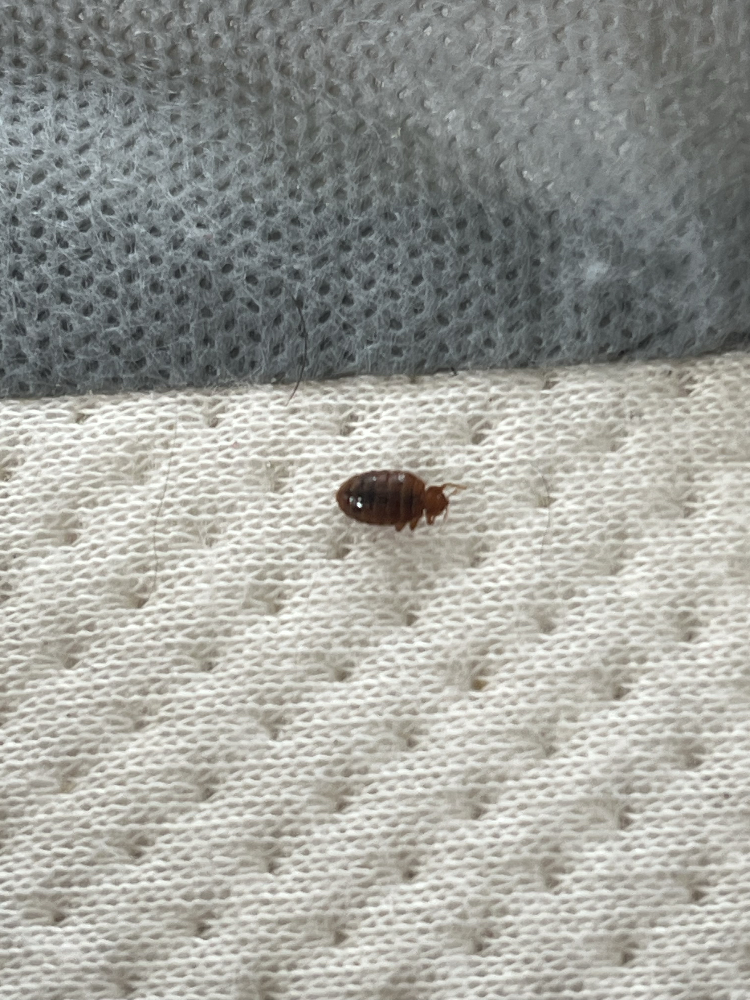 Bed bug service in Gallatin, TN photo 3