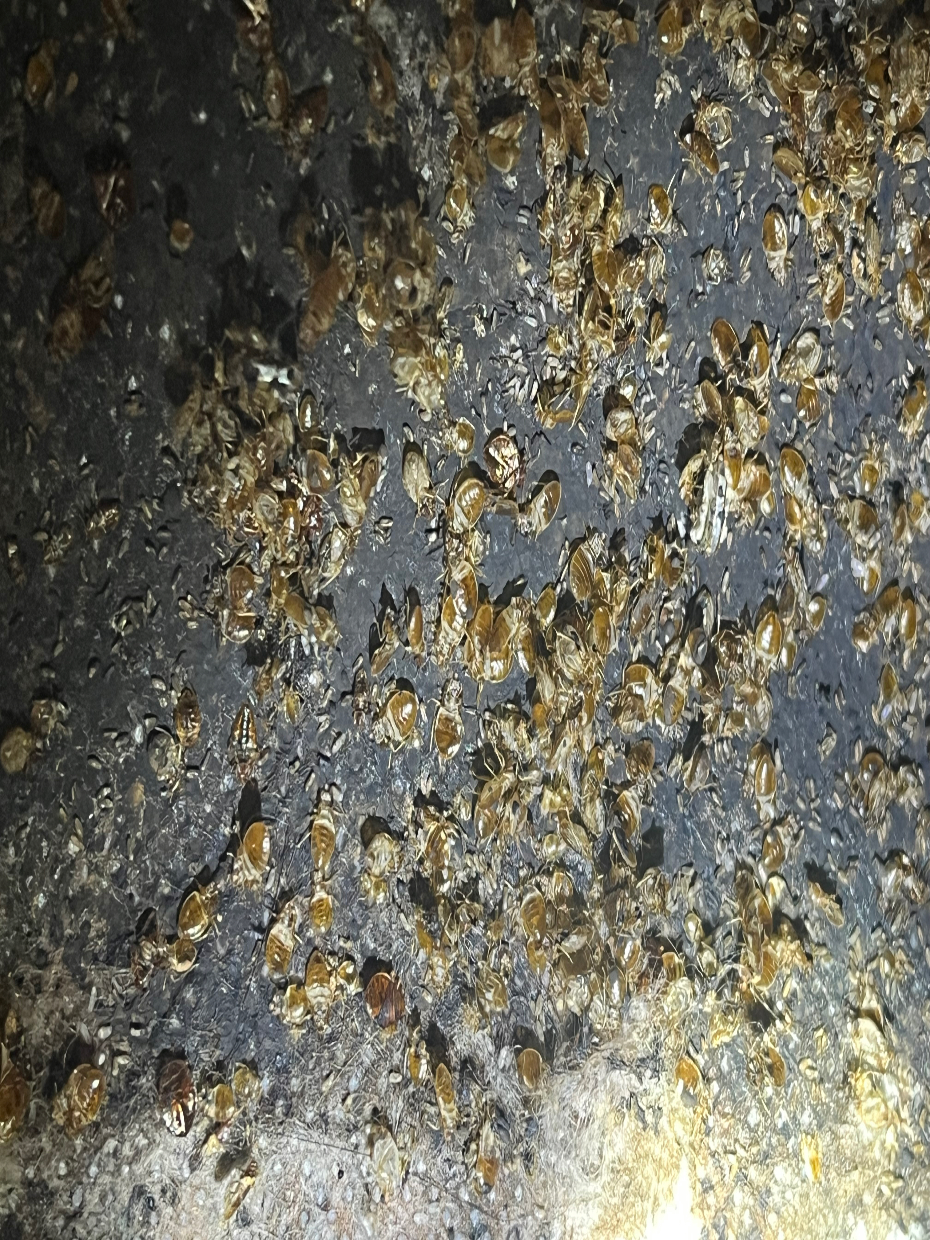 Bed bug service in Gallatin, TN photo 1