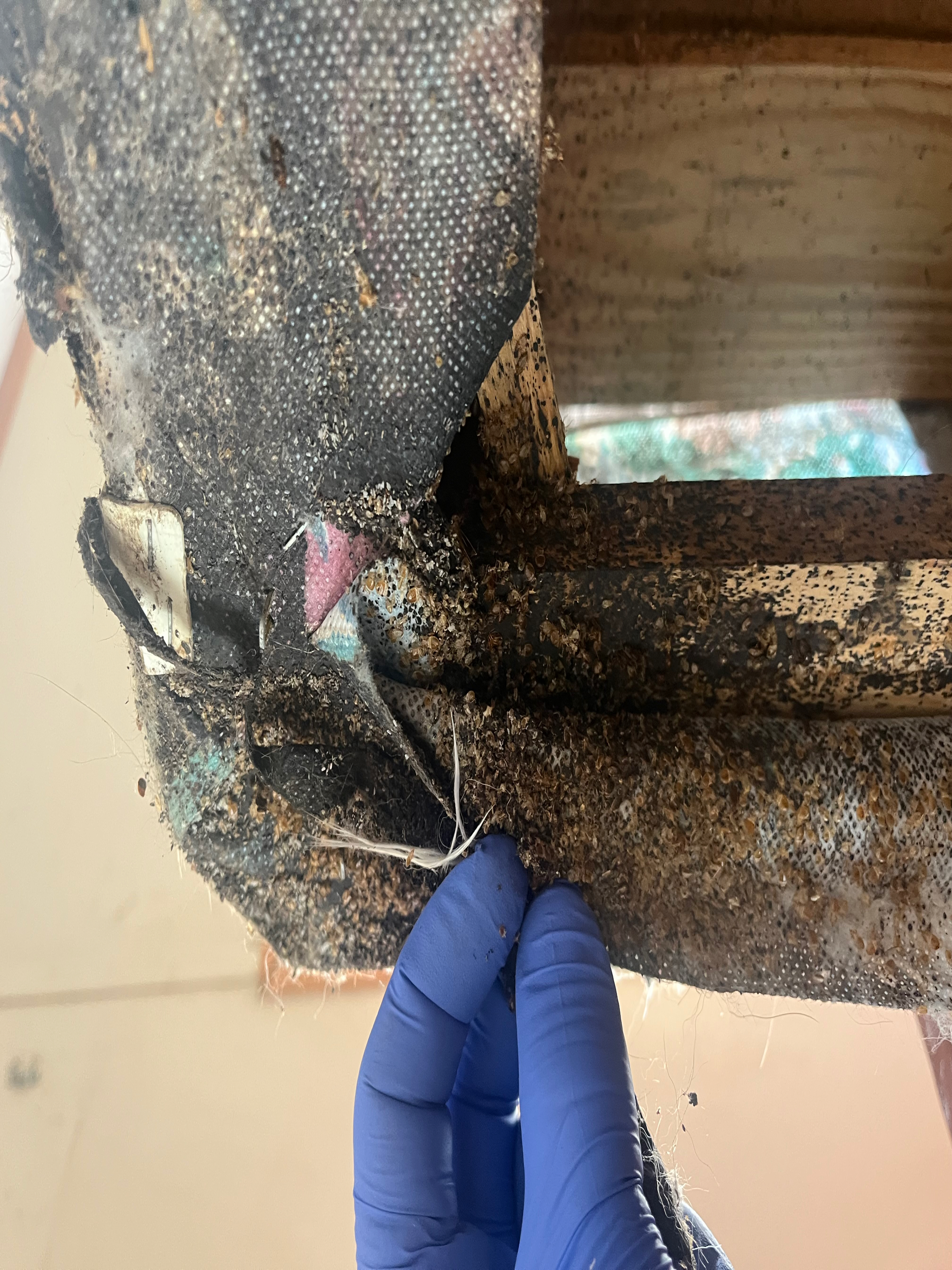 Bed bug service in Gallatin, TN photo 2