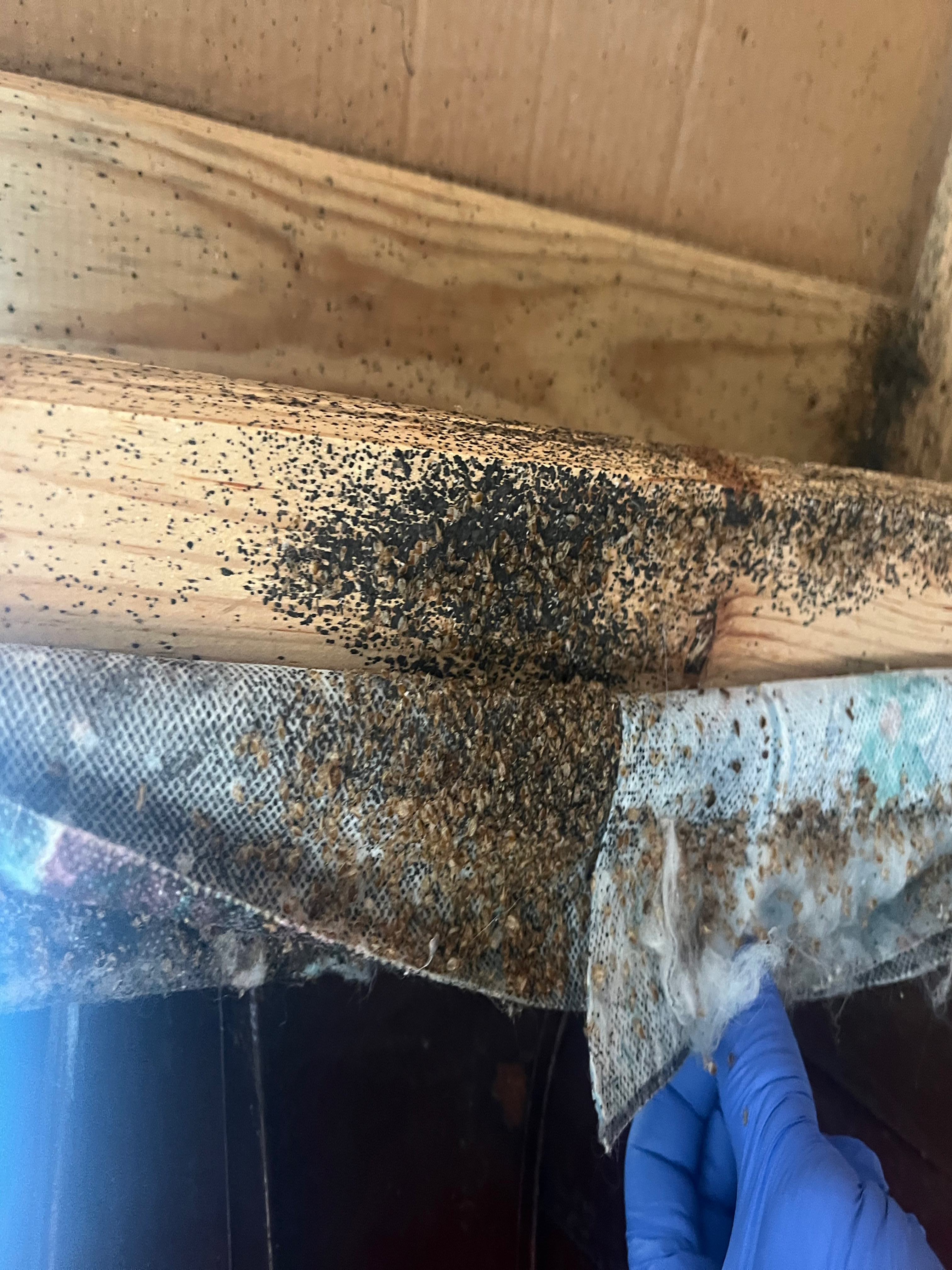 Bed bug service in Gallatin, TN photo 3