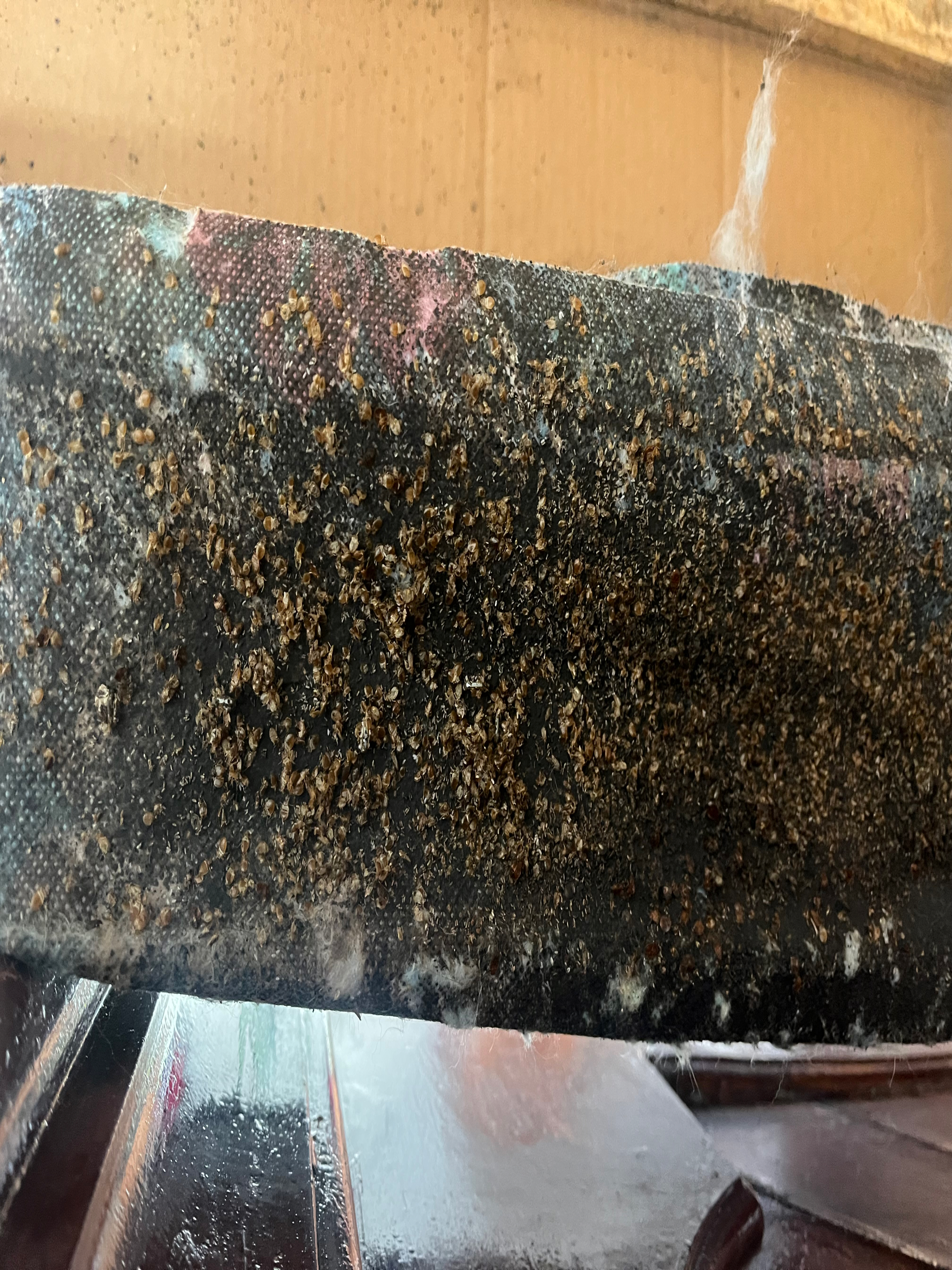Bed bug service in Gallatin, TN photo 4