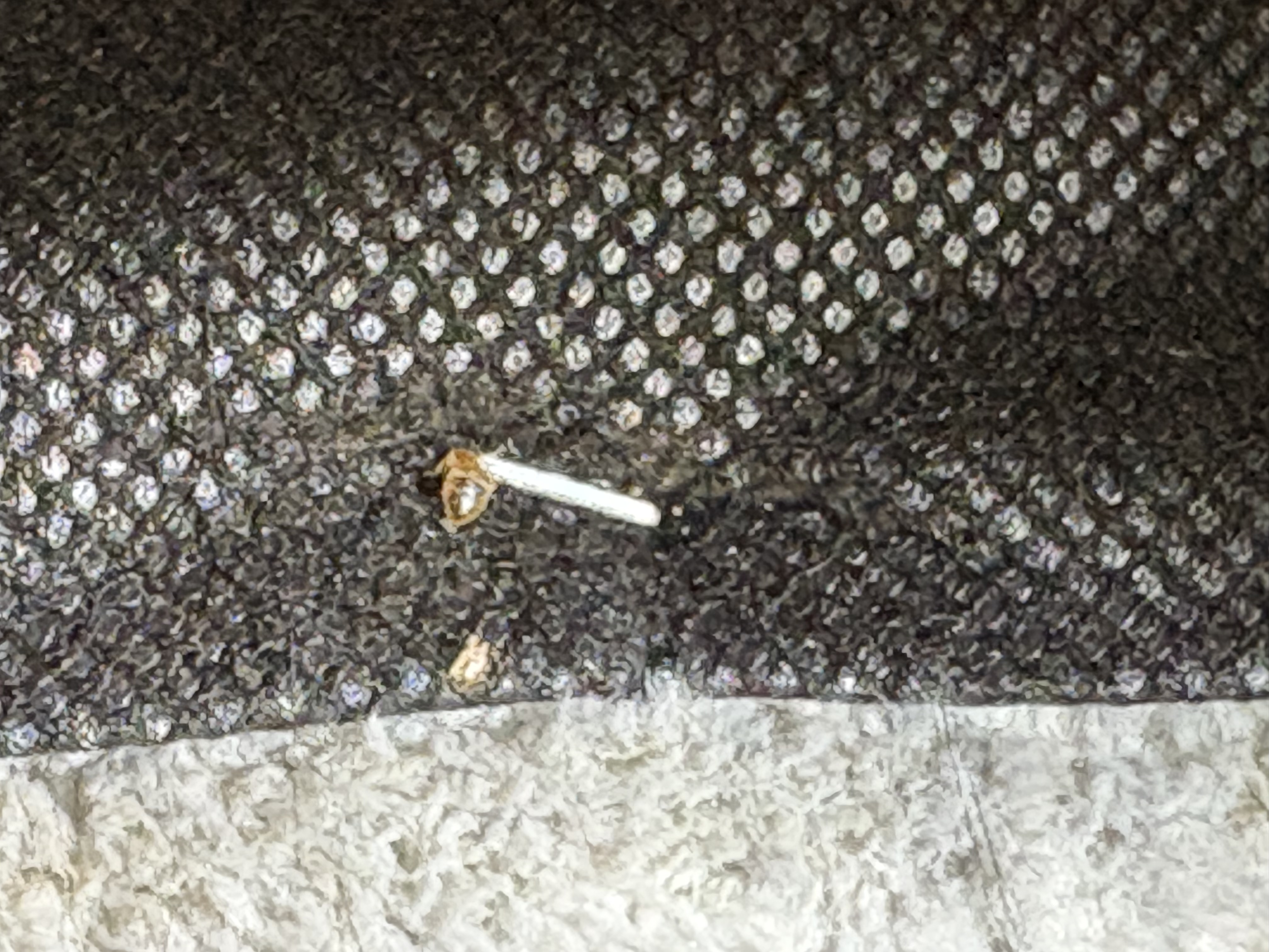 Bed bug service in Manchester, TN photo 10