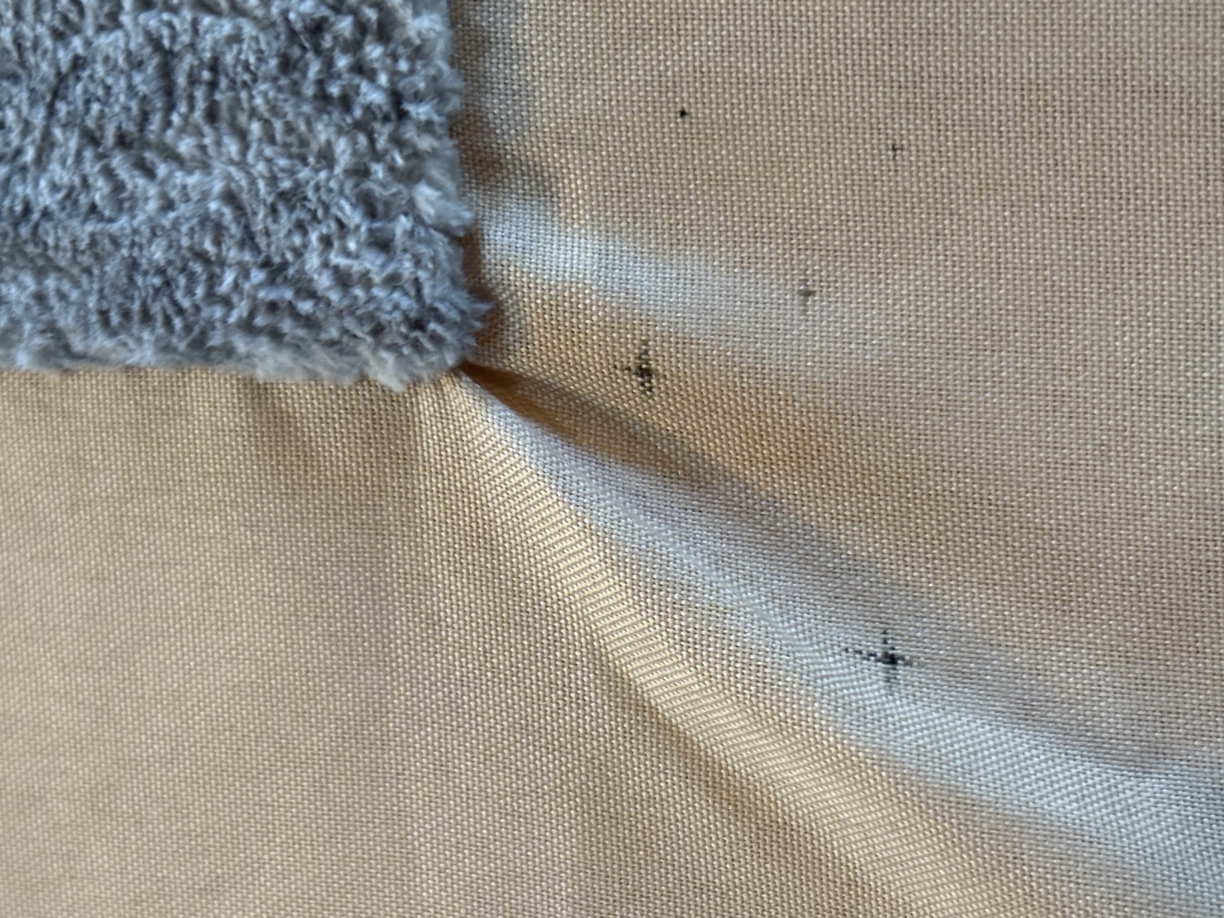 Bed bug service in Manchester, TN photo 3