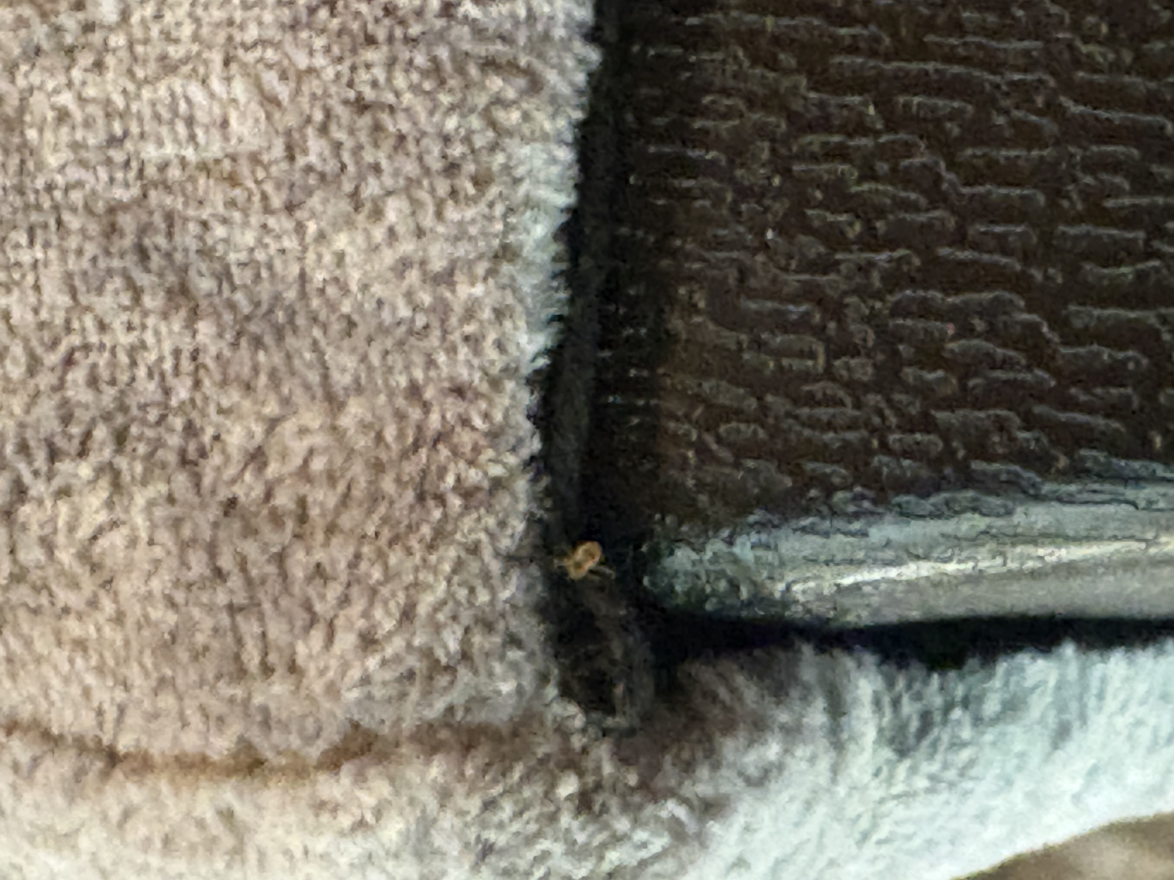 Bed bug service in Manchester, TN photo 6