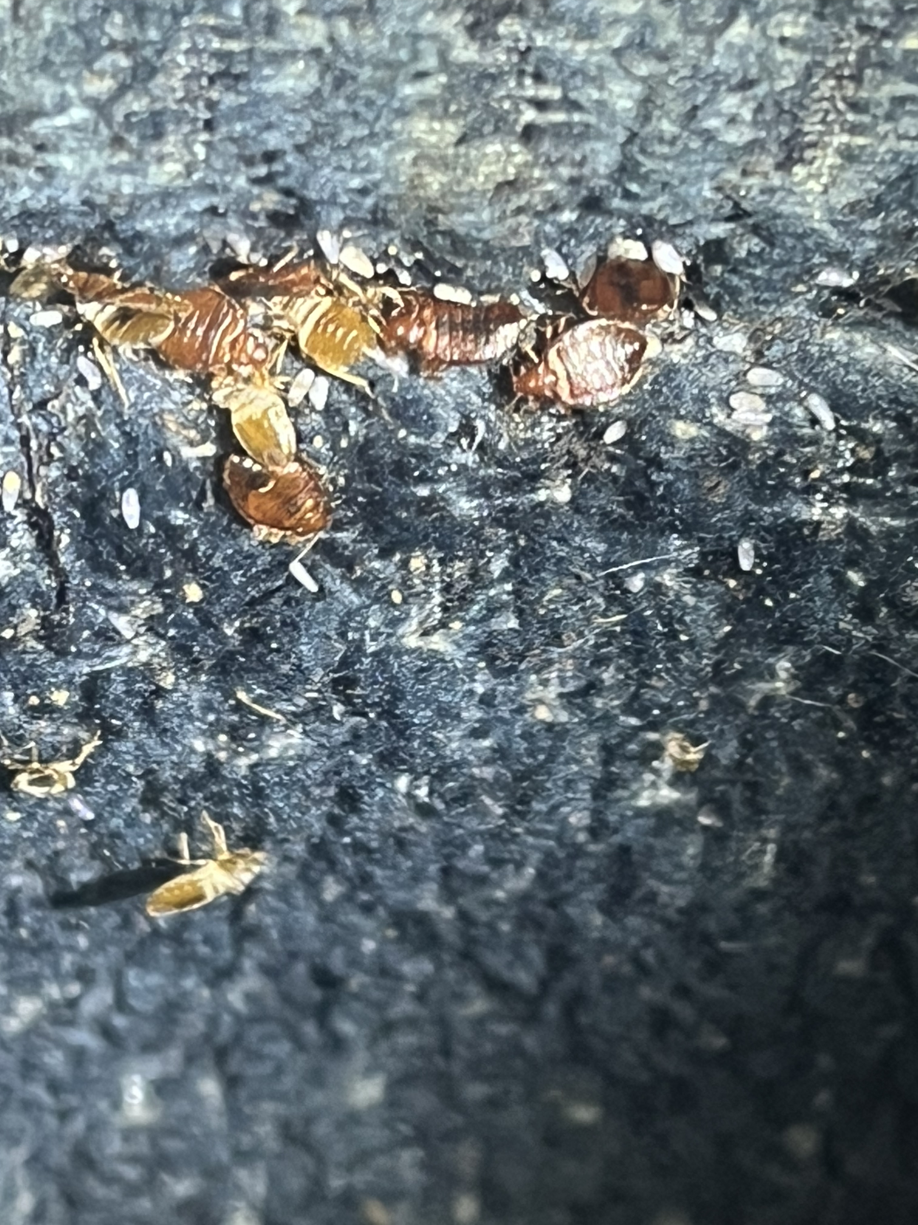 Bed bug service in Old Hickory, TN main photo