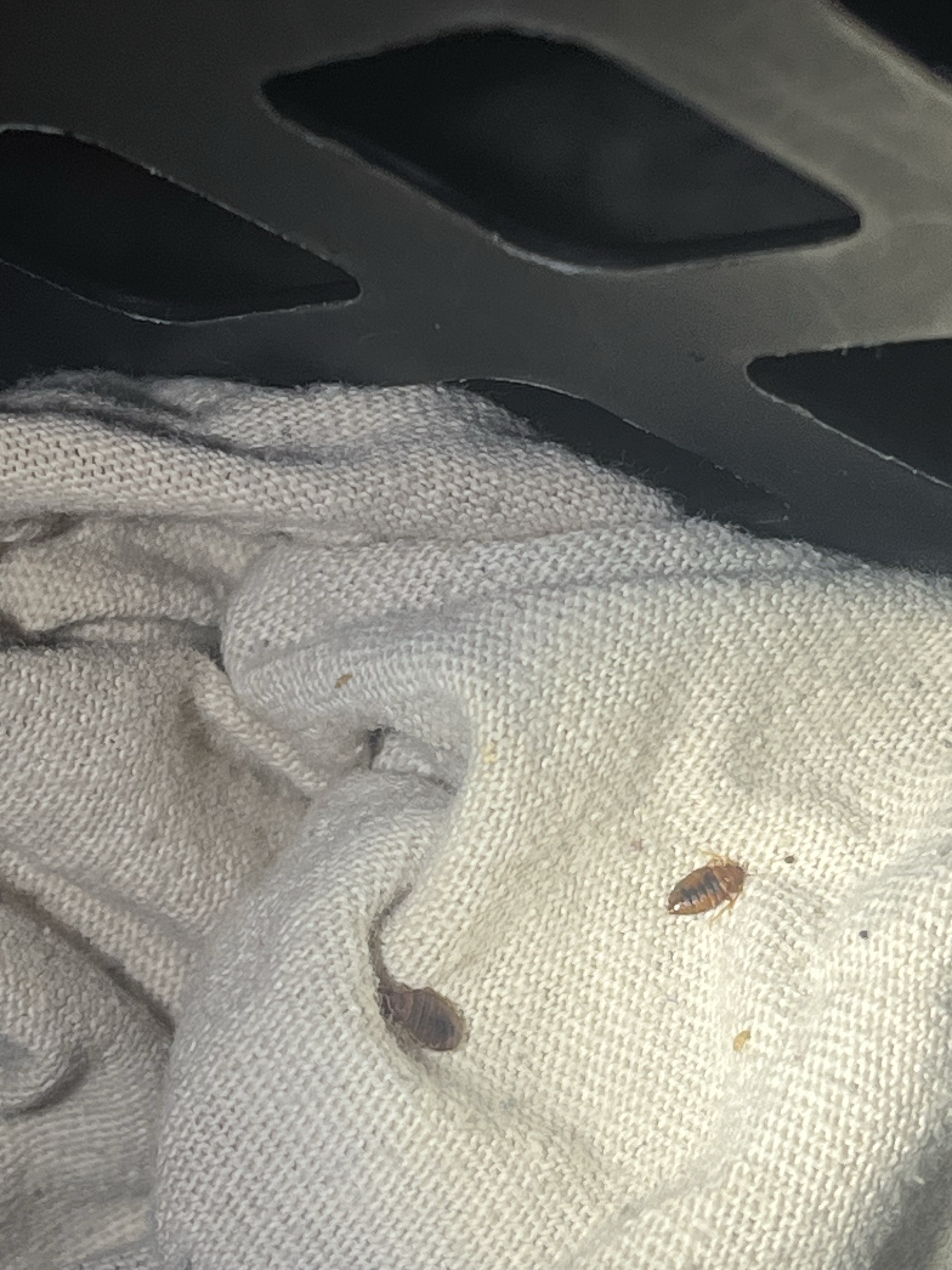 Bed bug service in Old Hickory, TN photo 2