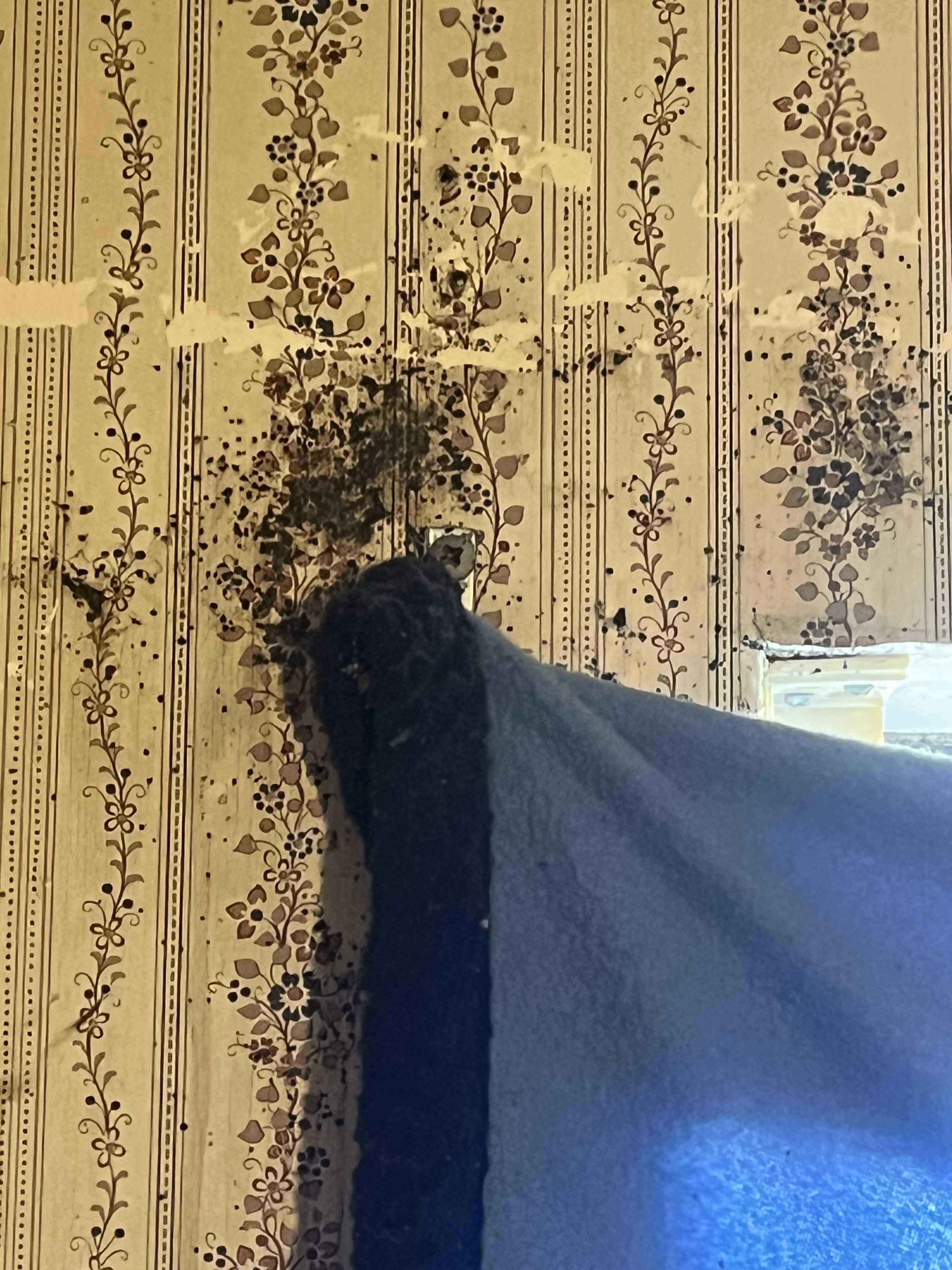 Bed bug service in Old Hickory, TN photo 3