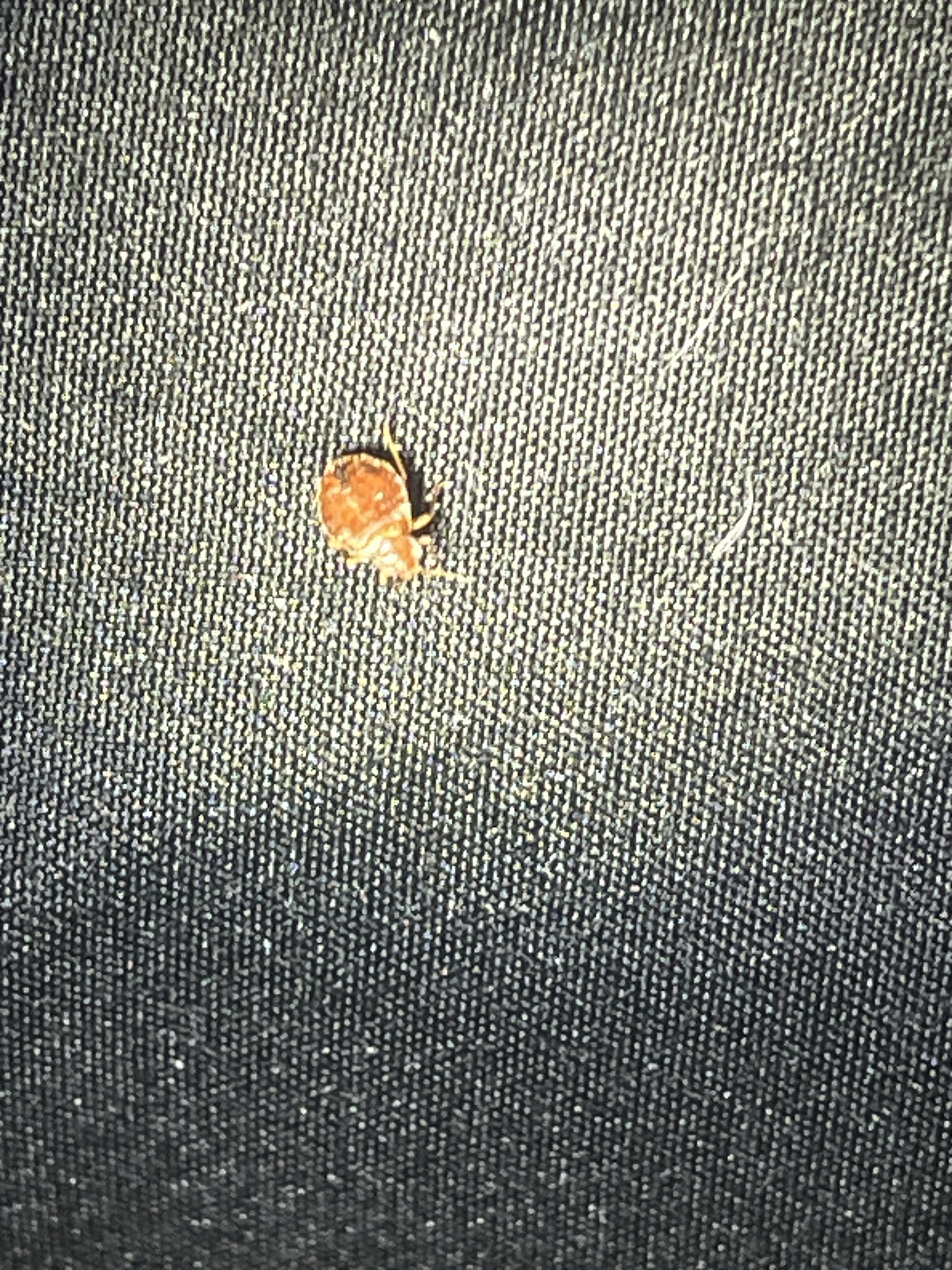 Bed bug service in Old Hickory, TN photo 5
