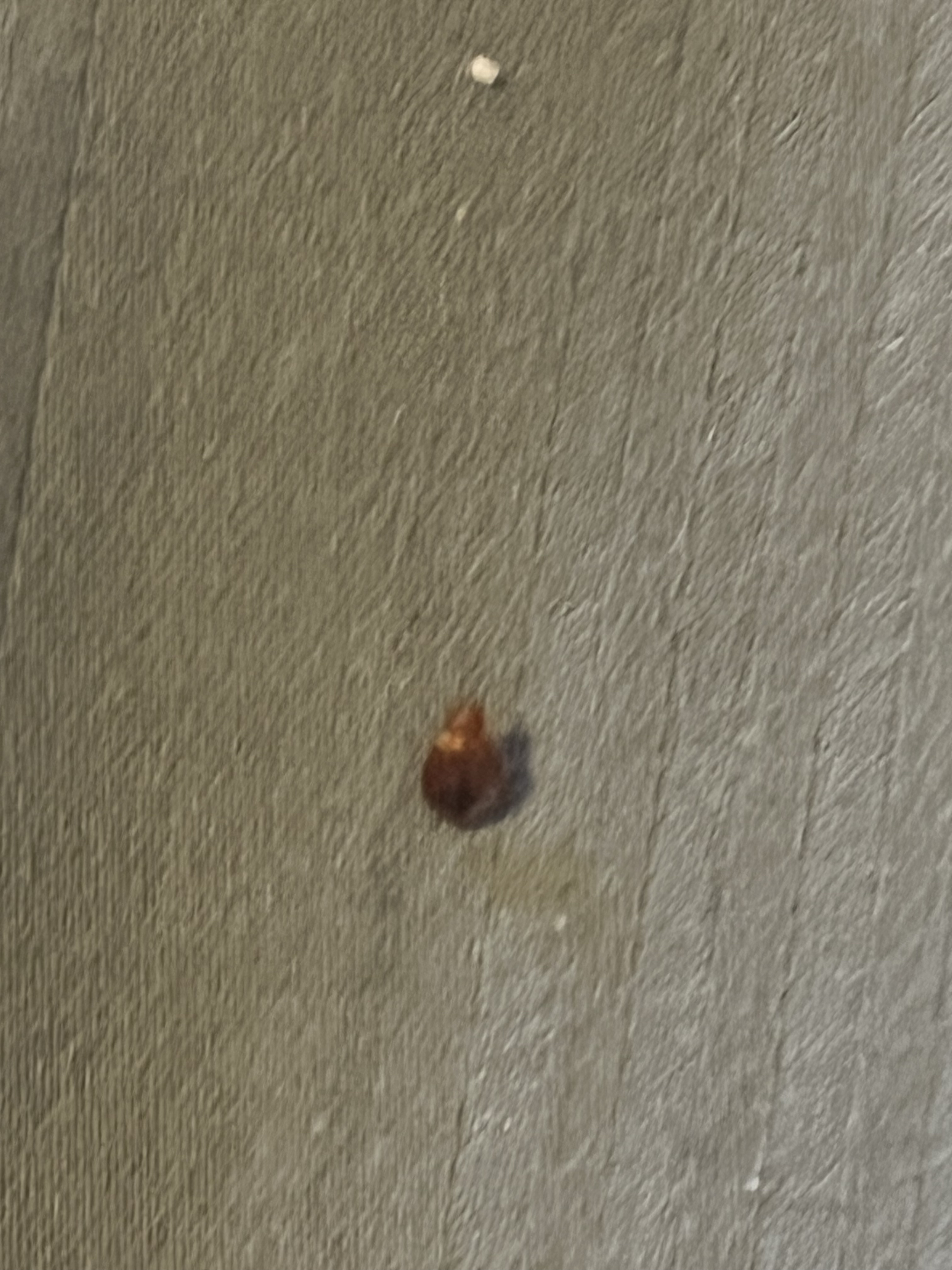 Bed bug service in Old Hickory, TN photo 8
