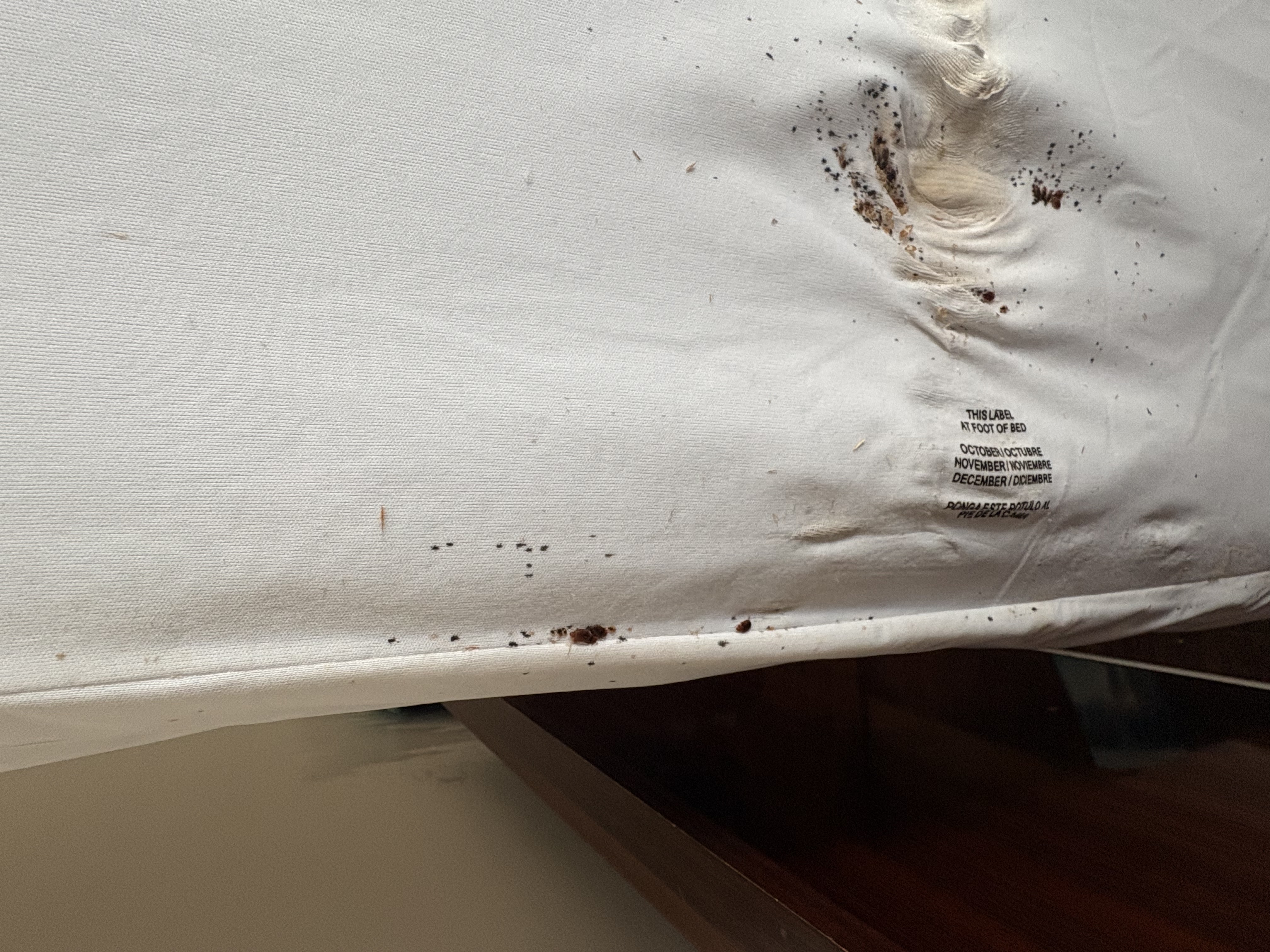 Bed bug service in Tullahoma, TN main photo