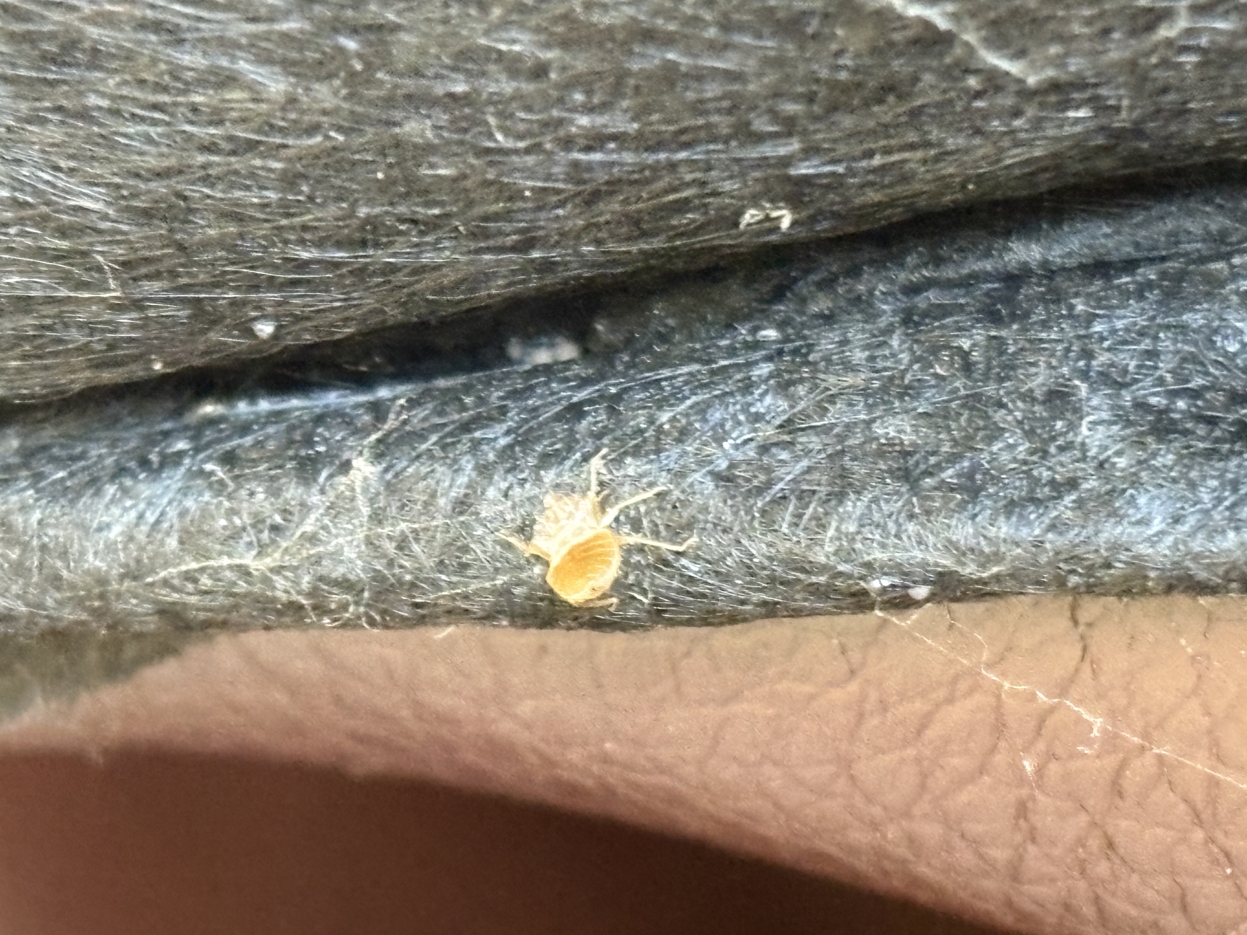 Bed bug service in Tullahoma, TN photo 10