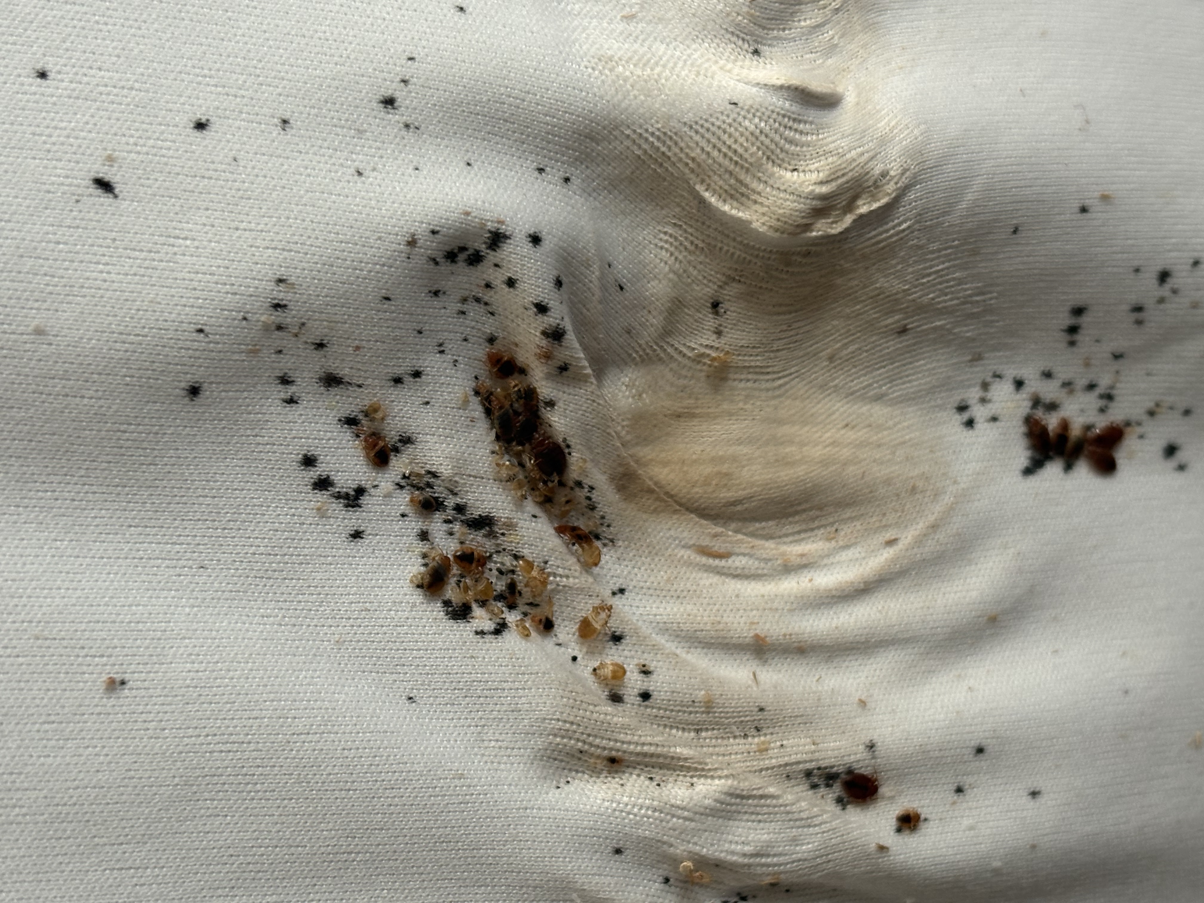 Bed bug service in Tullahoma, TN photo 13