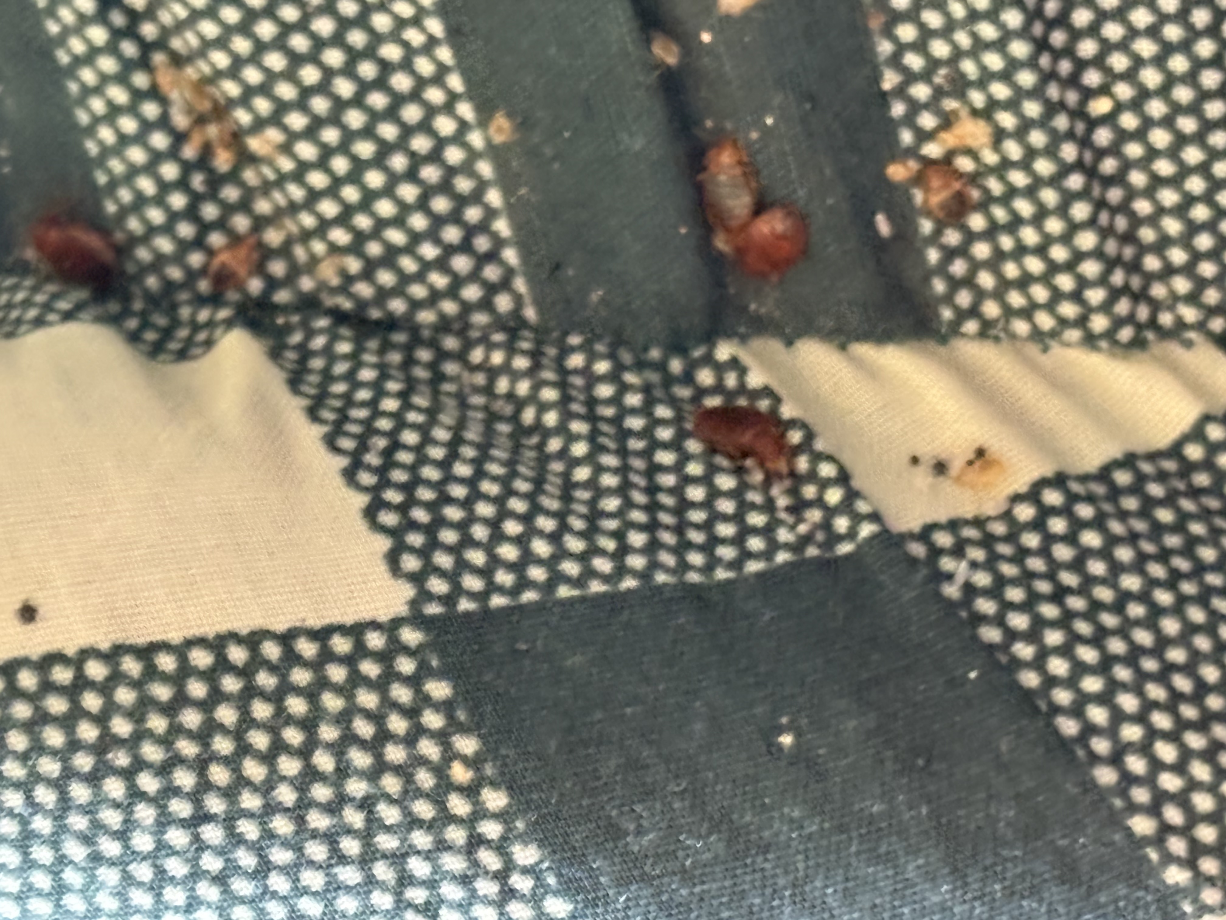 Bed bug service in Tullahoma, TN photo 4