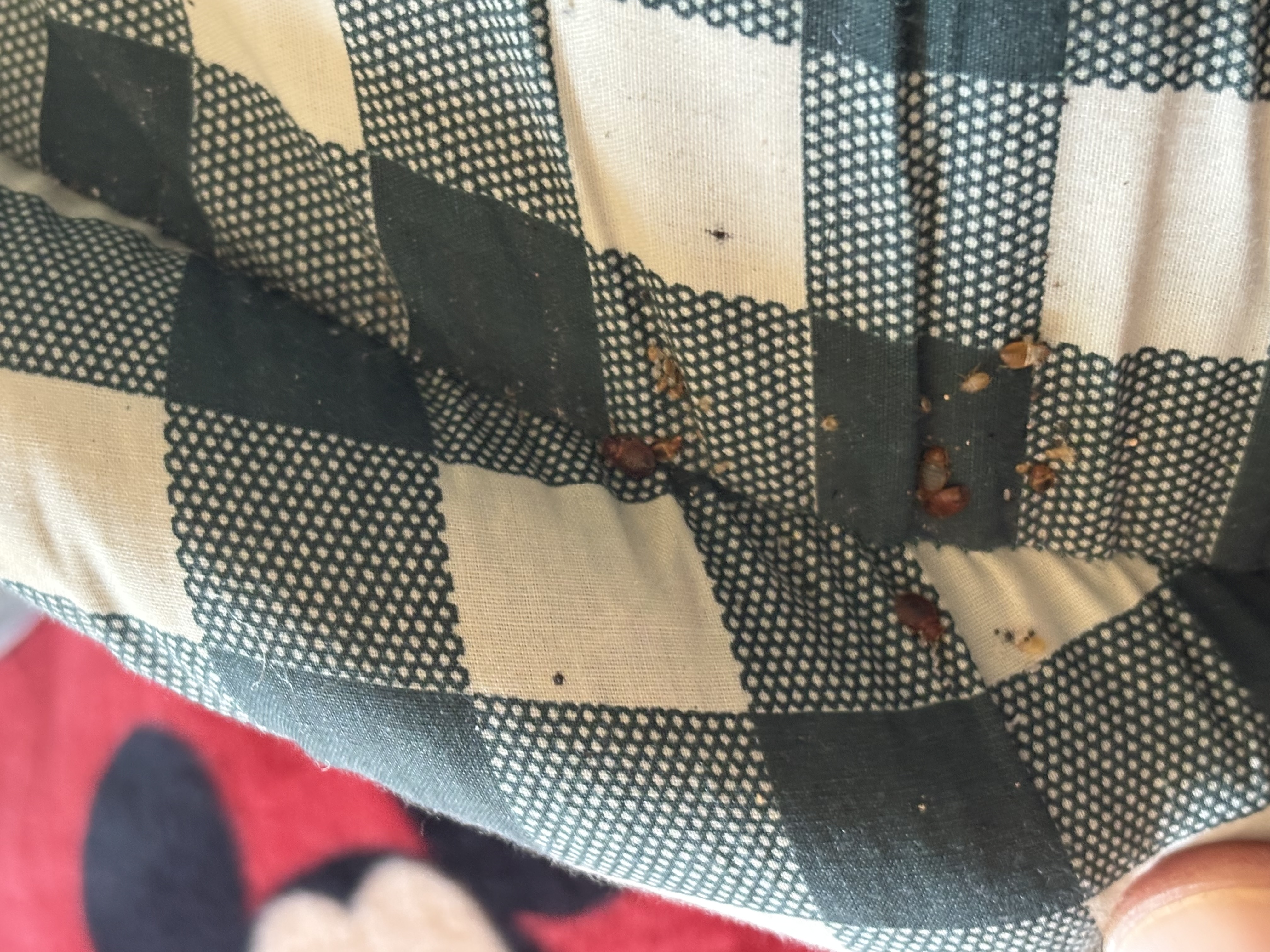 Bed bug service in Tullahoma, TN photo 5