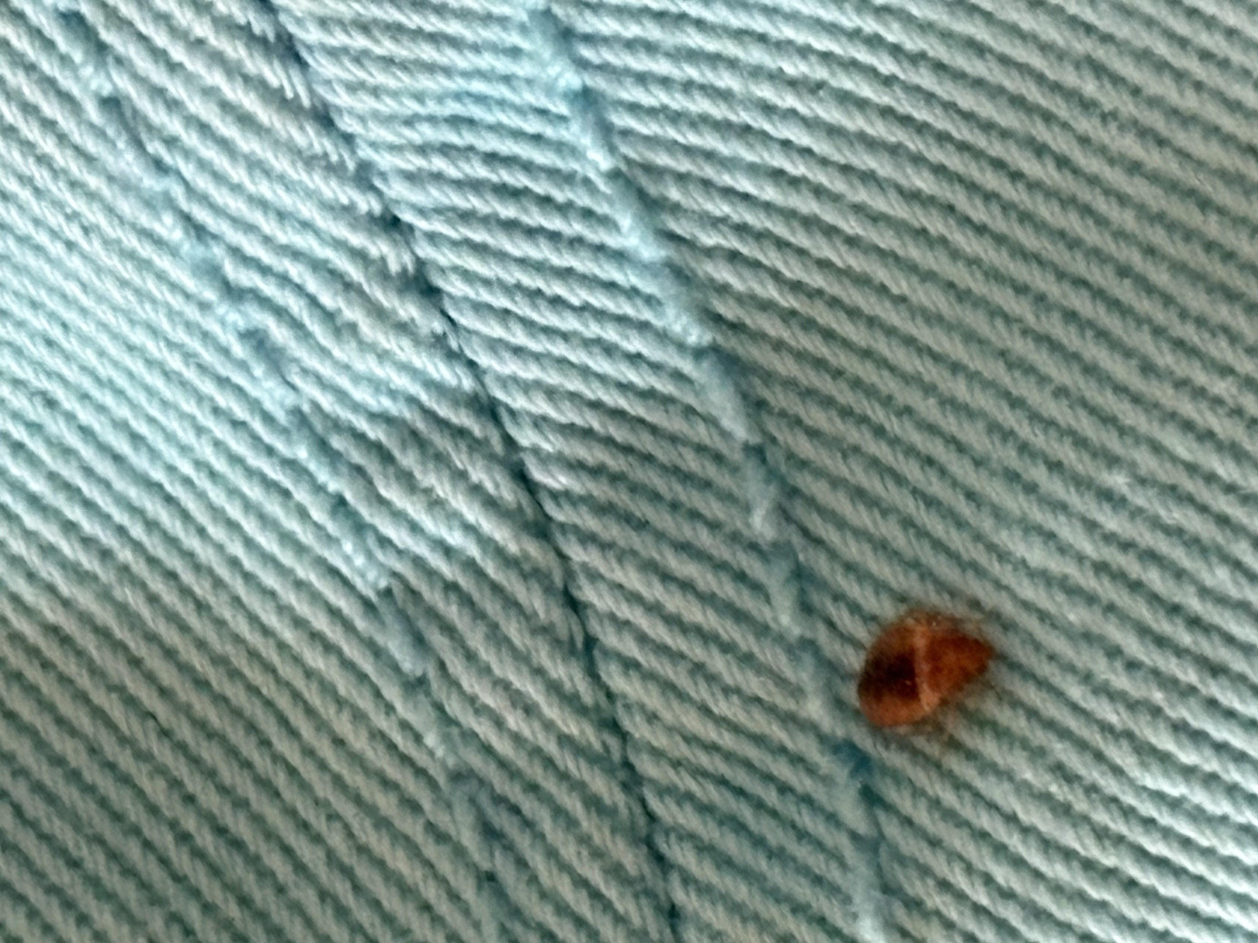 Bed bug service in Tullahoma, TN photo 8