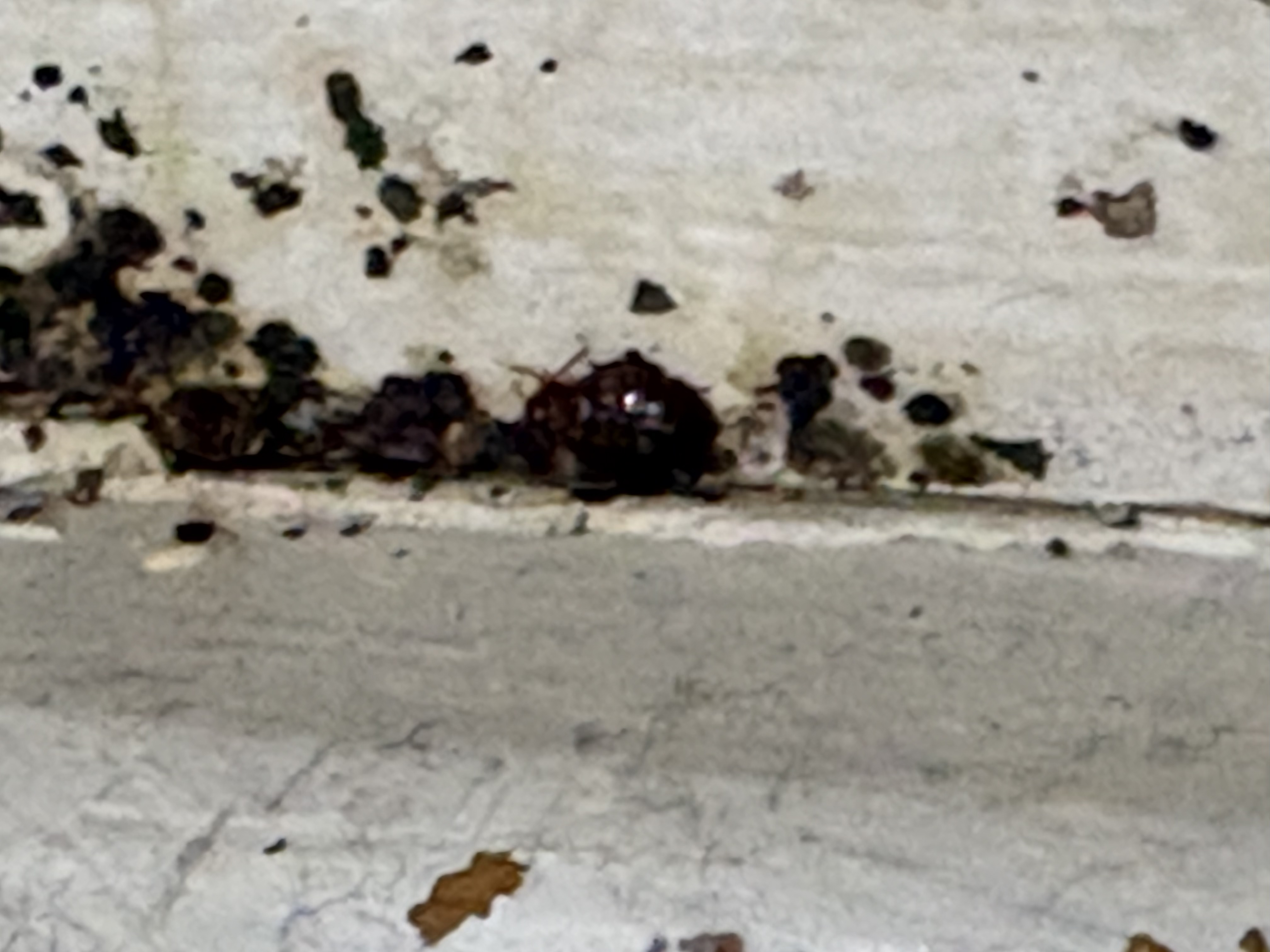 Bed bug service in Shelbyville, TN photo 10