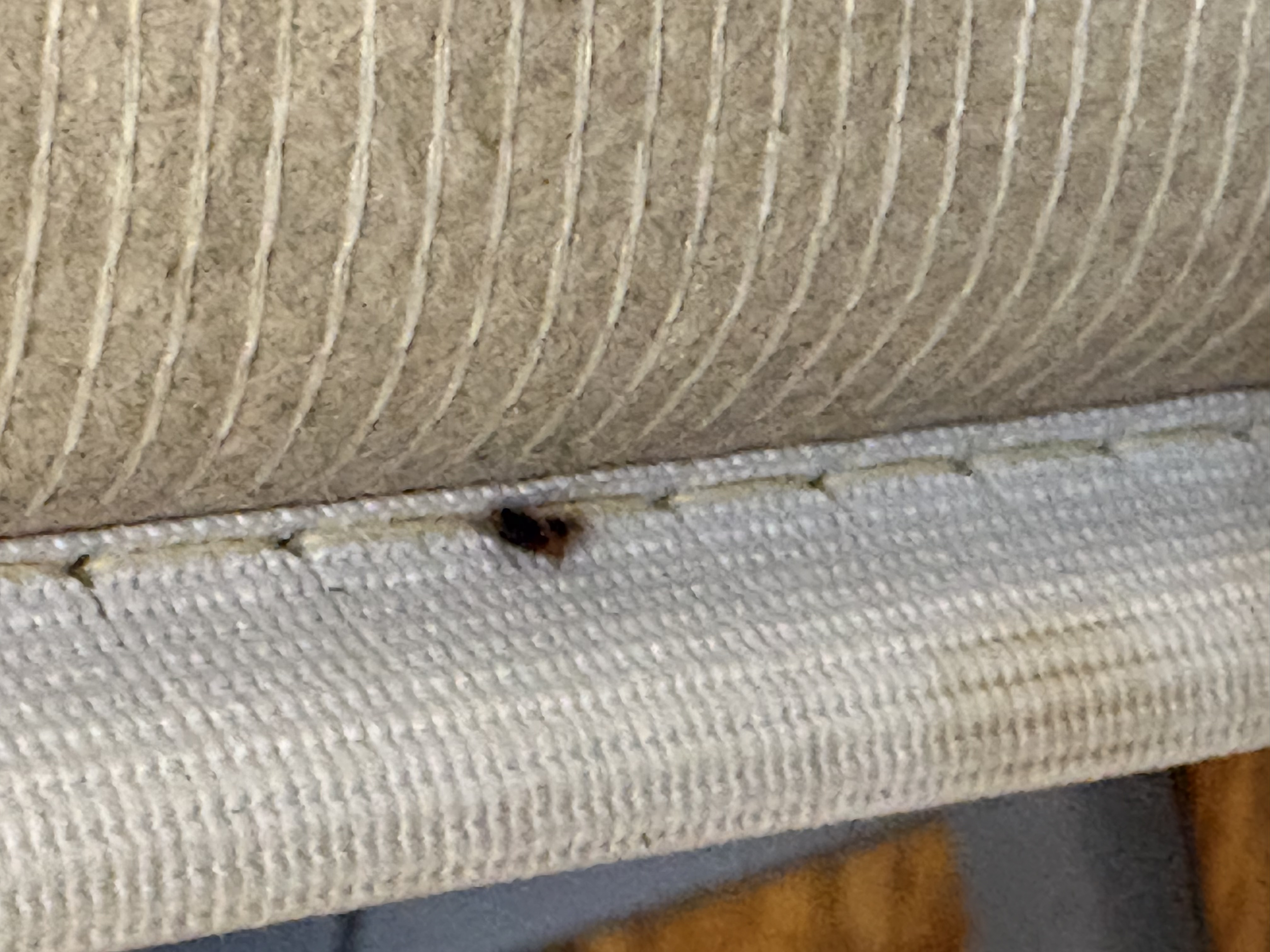 Bed bug service in Shelbyville, TN photo 2