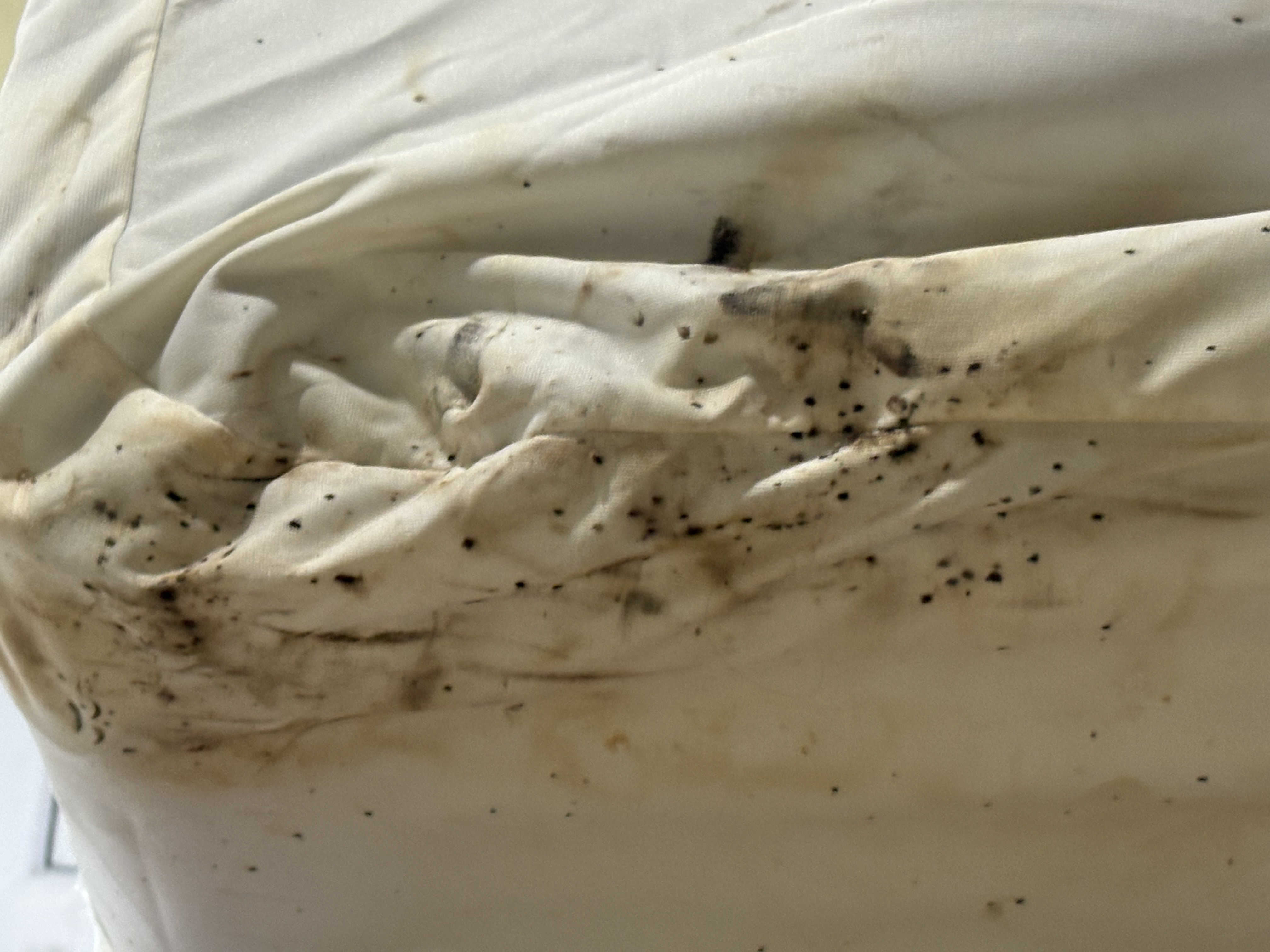Bed bug service in Shelbyville, TN photo 4
