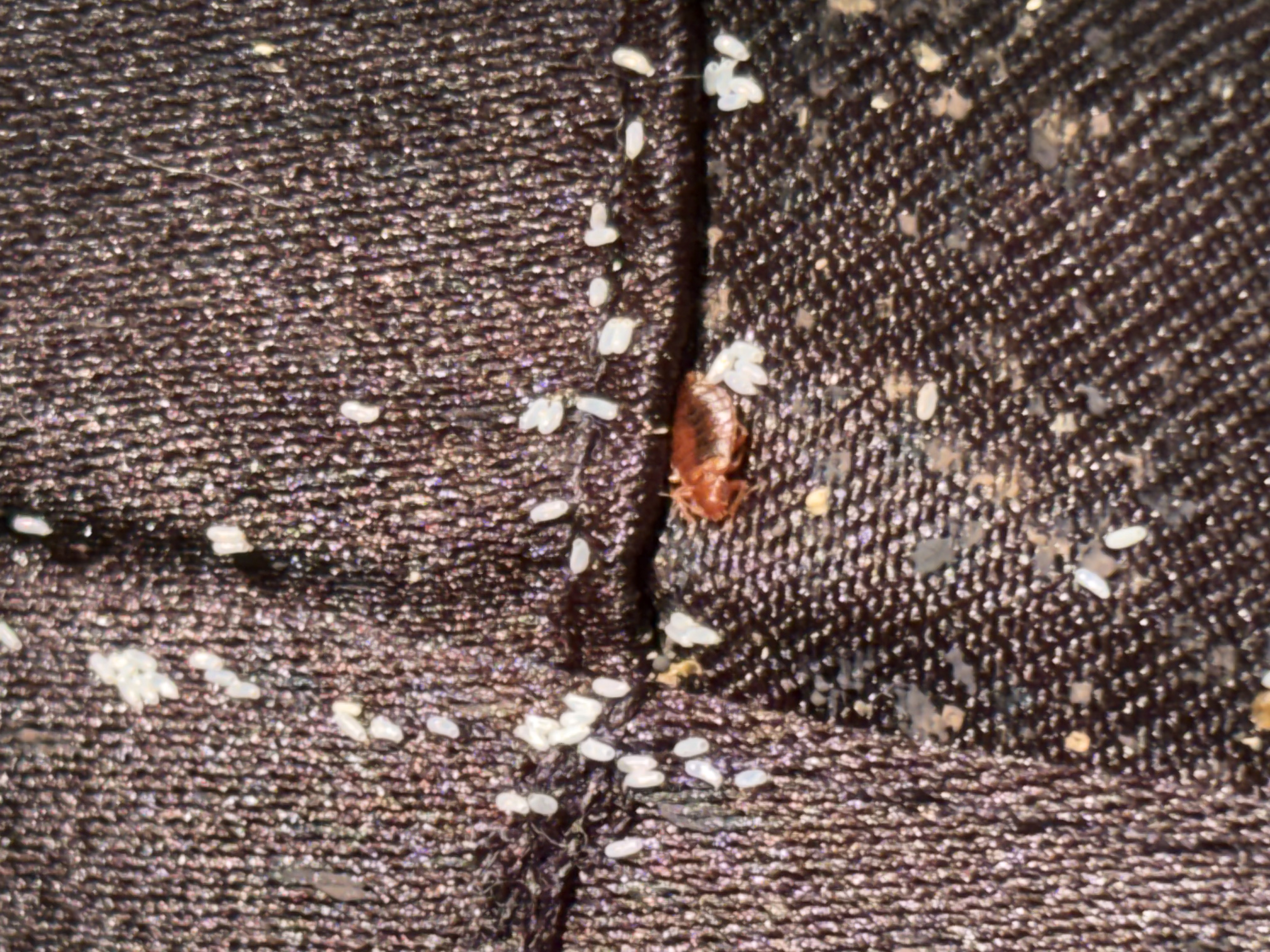 Bed bug service in Shelbyville, TN photo 5