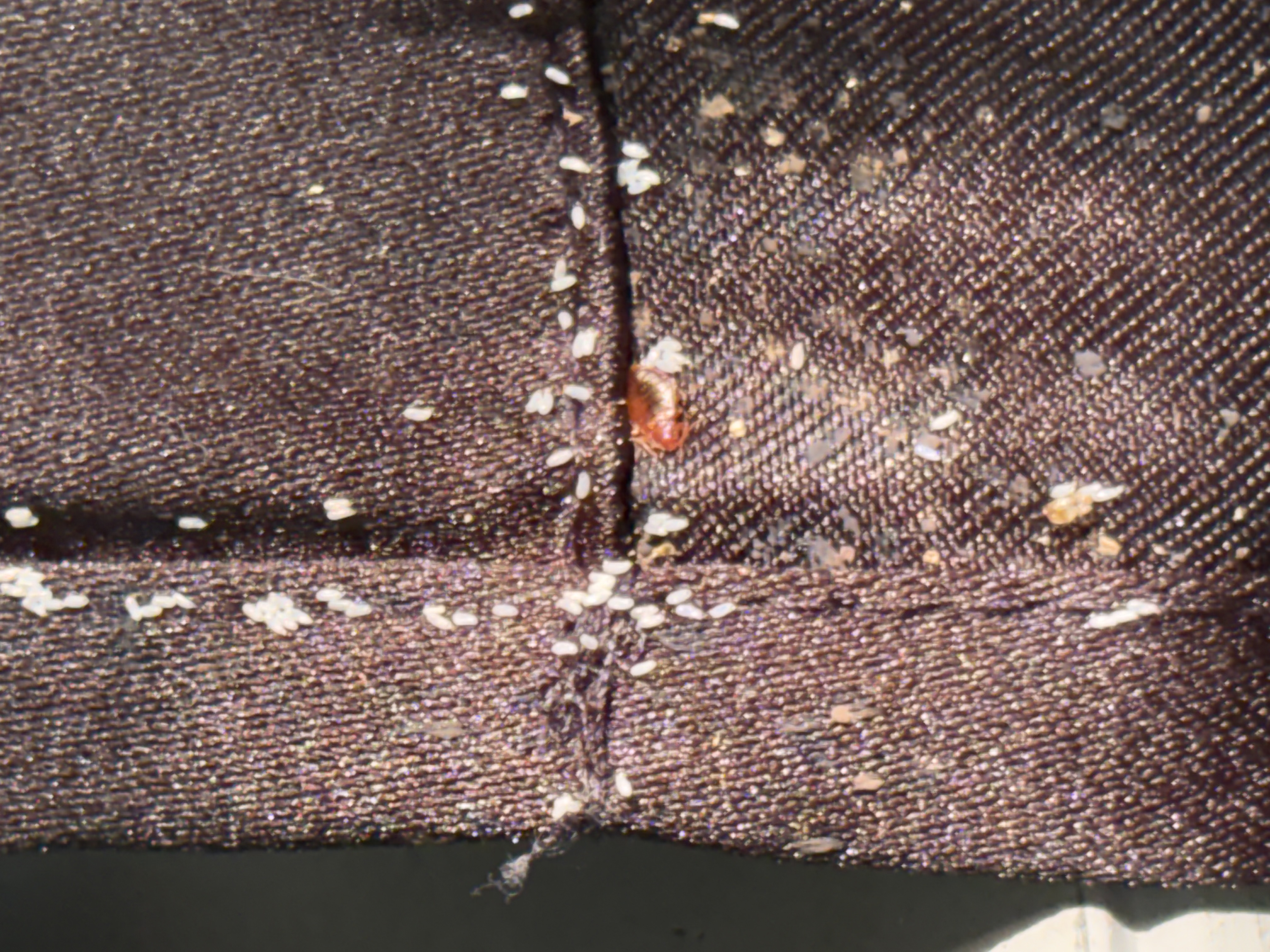 Bed bug service in Shelbyville, TN photo 6