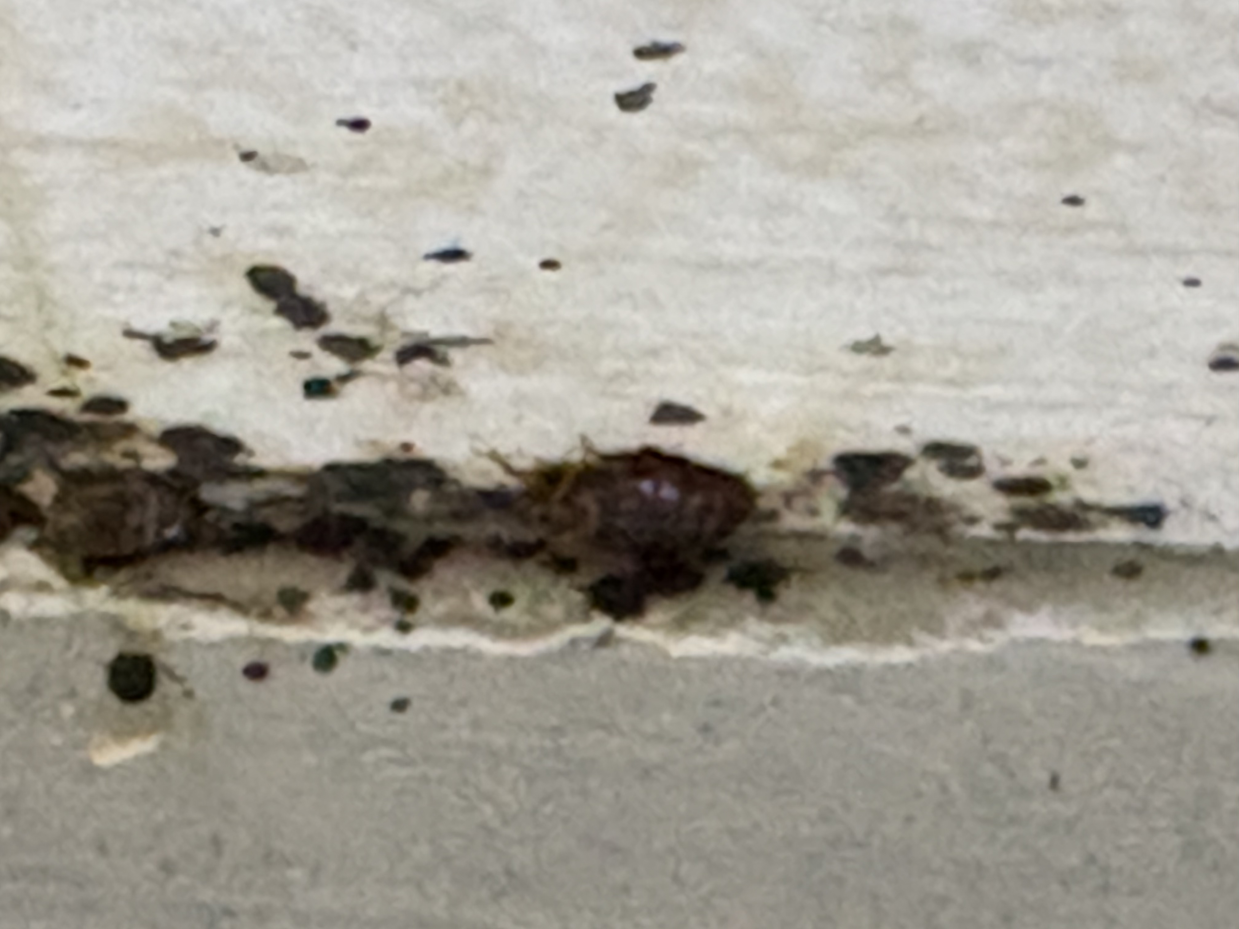 Bed bug service in Shelbyville, TN photo 8