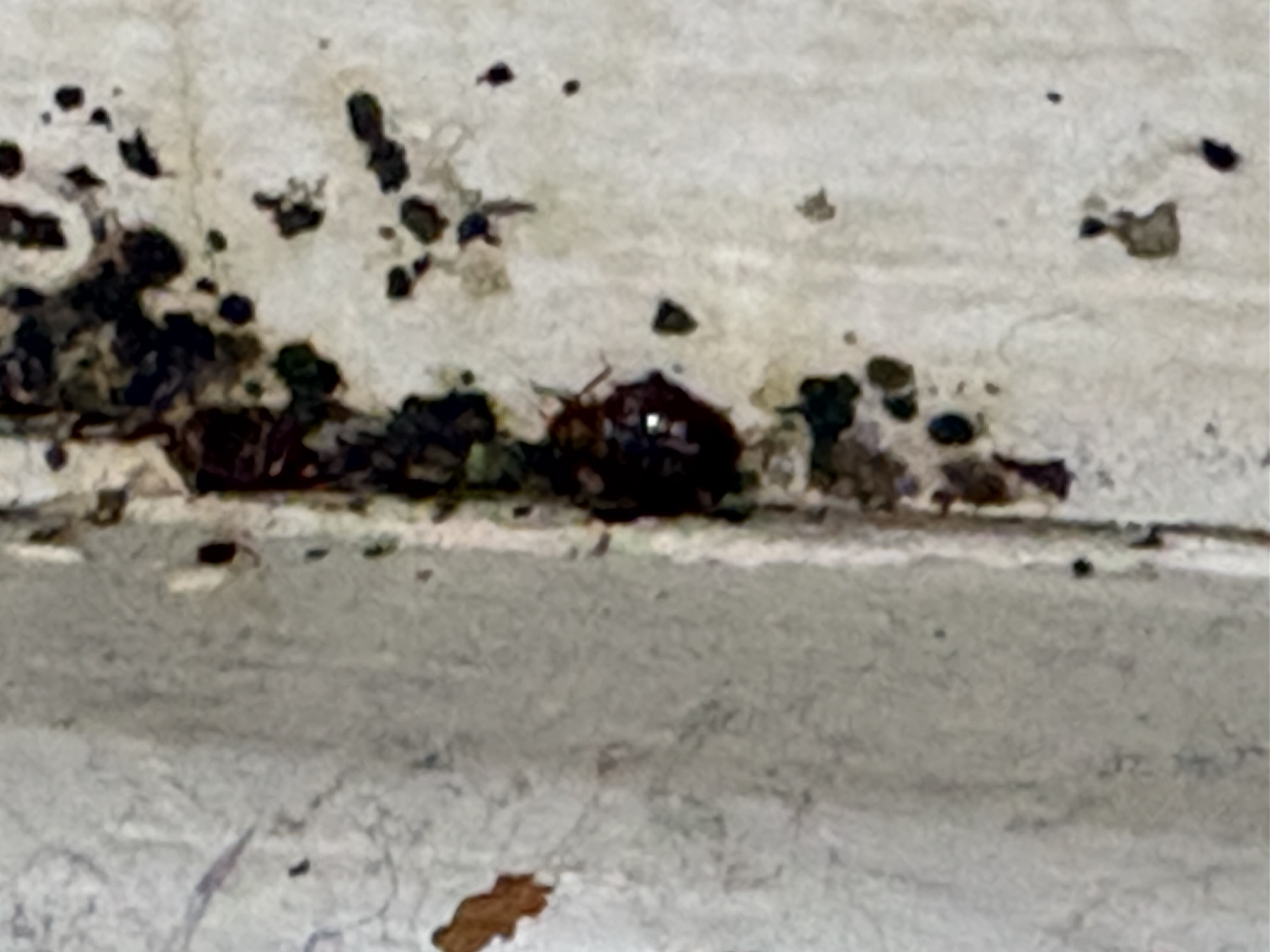 Bed bug service in Shelbyville, TN photo 9